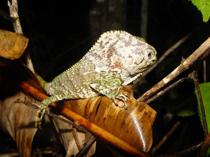 On average, more than 100 new reptile species are described each year. John Wiens photographed this helmeted lizard in Costa Rica.