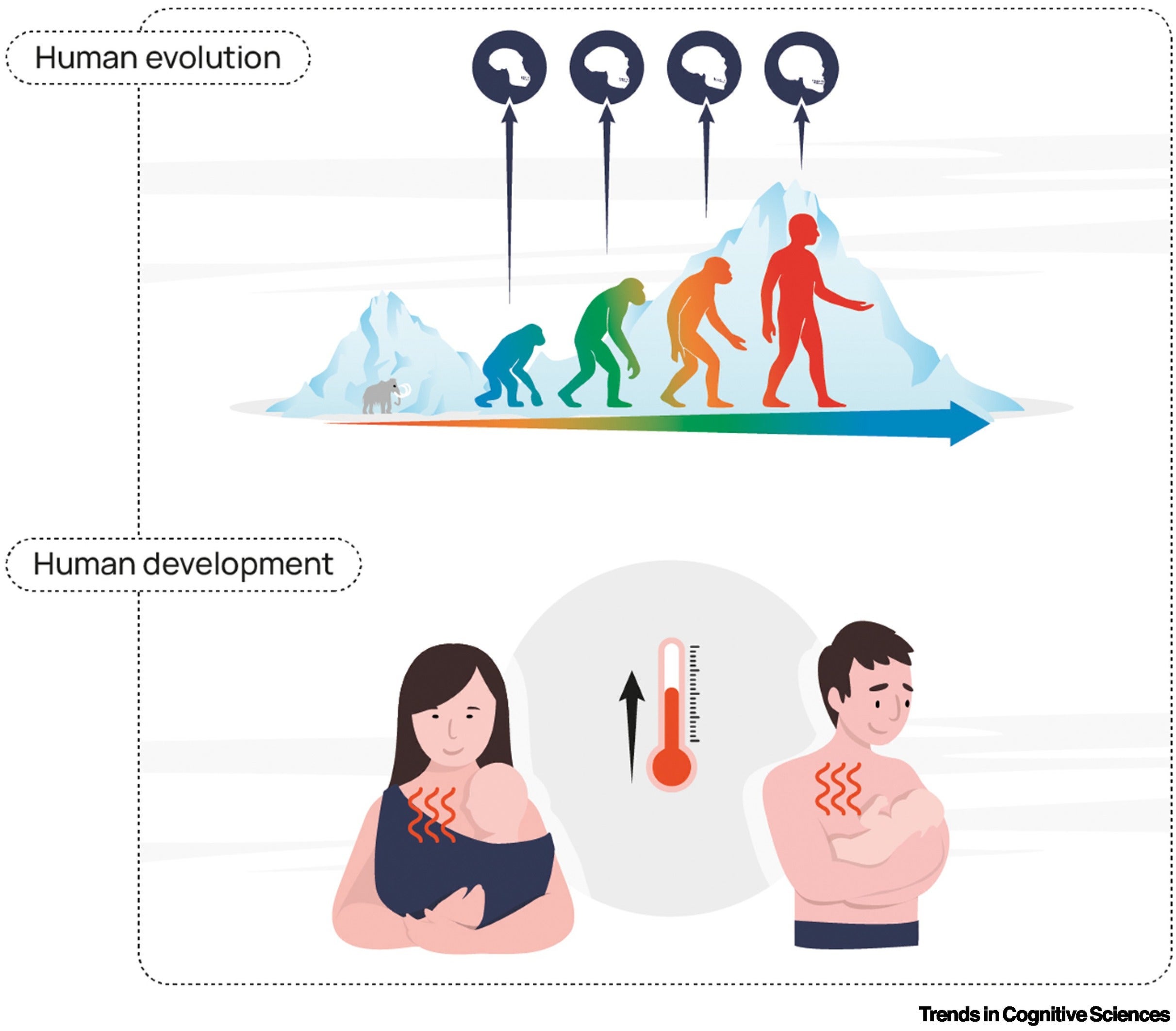 The role of thermosensory signals in human evolution and development. The upper panel illustrates how thermoregulation has been a driving force in human evolution. In the lower panel, thermosensory signals are depicted as contributors to human development.