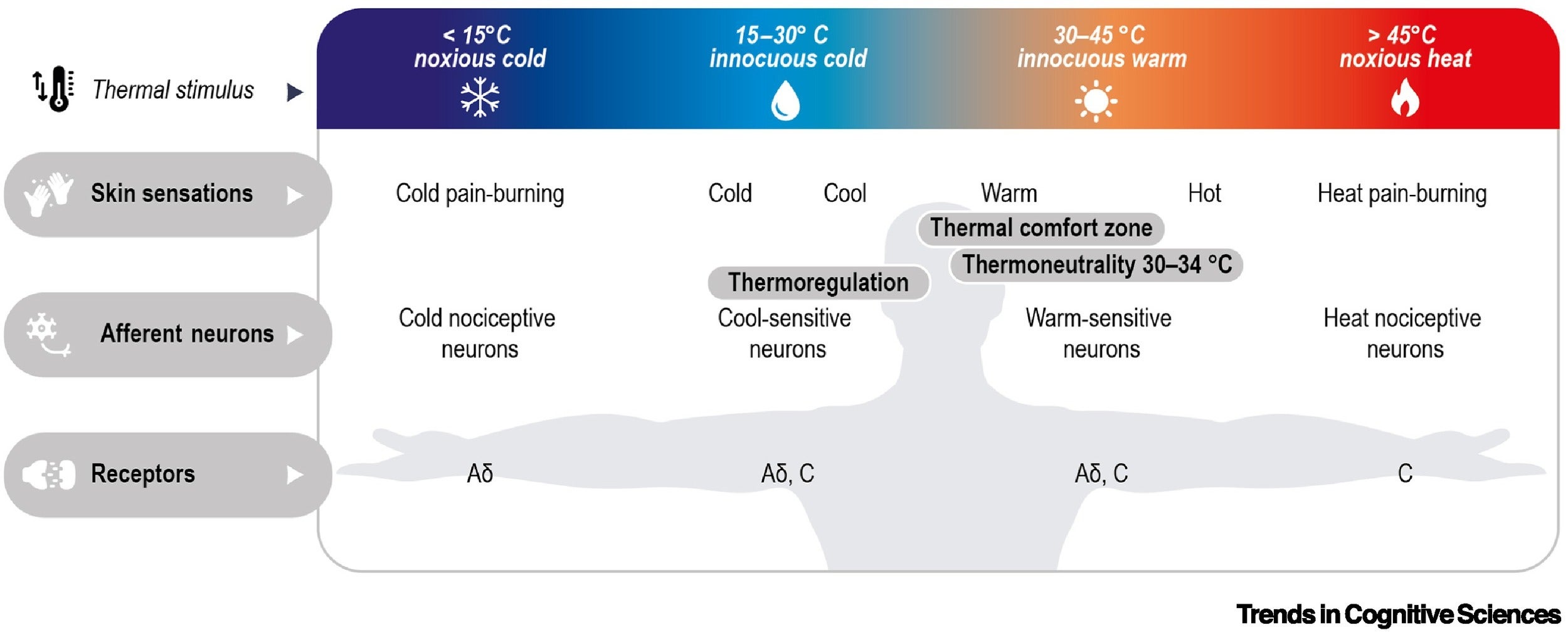 Activation of cutaneous receptors and corresponding sensations to thermal stimuli. The figure illustrates how different temperature ranges elicit distinct skin sensations, engage specific types of afferent neurons, and activate associated thermal receptors.