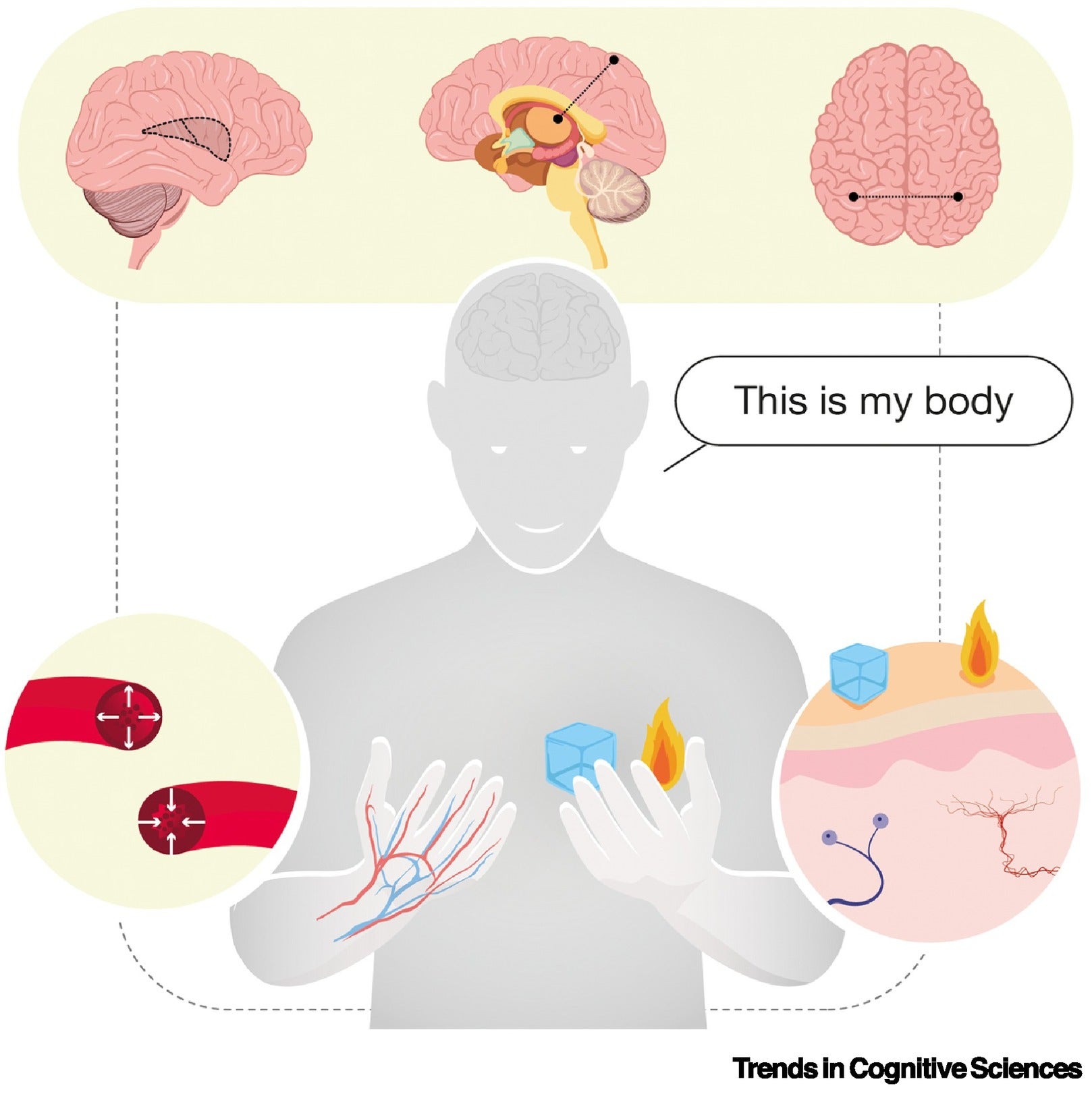 The contribution of thermosensory signals to body ownership. Thermoceptive information and skin temperature are essential for experiencing body parts as belonging to oneself.