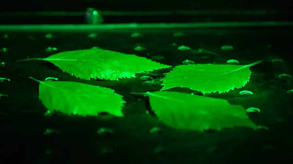 Researchers point out that this is a physical phenomenon called ultraweak photon emission, or UPE.