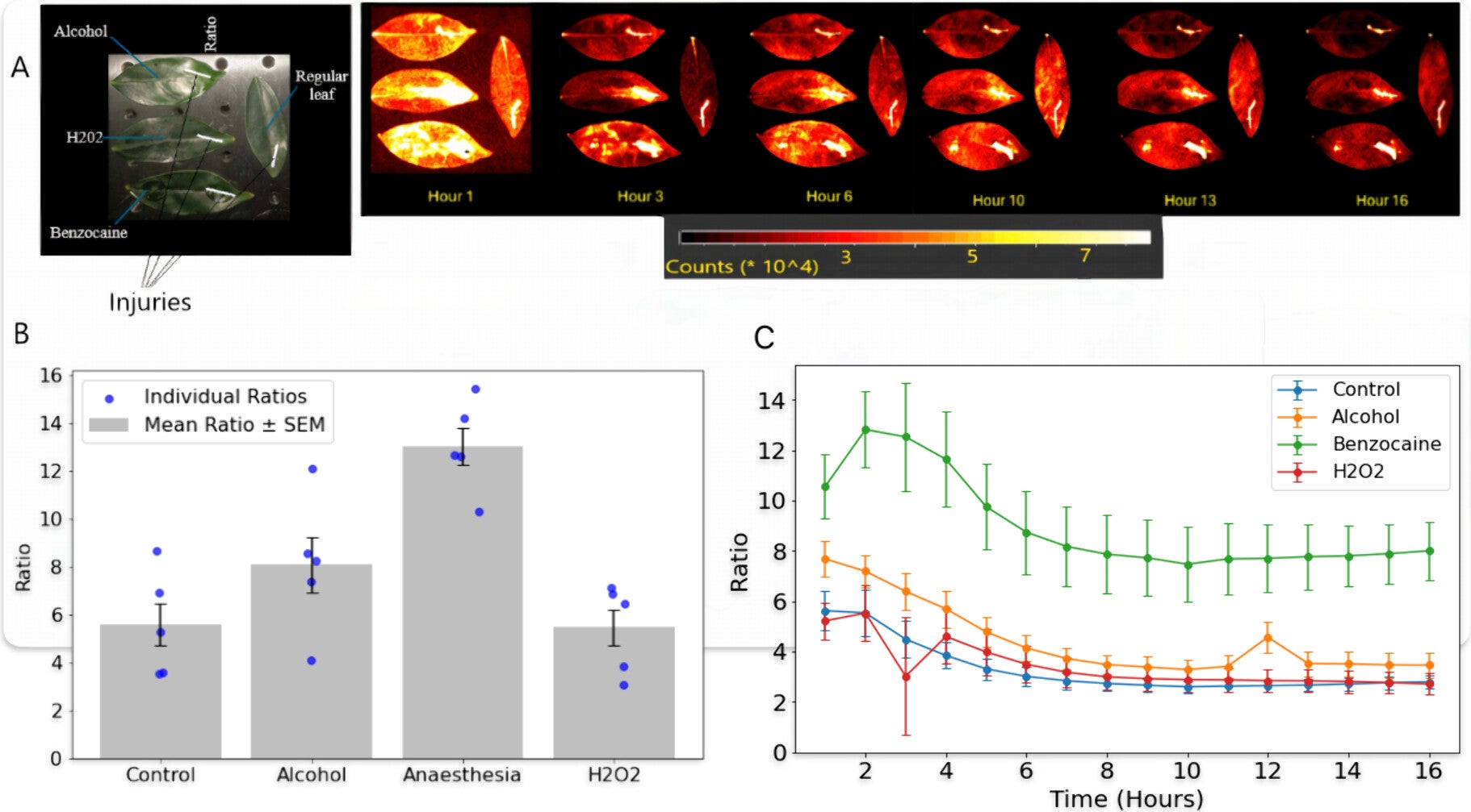 Effect of stress on UPE emission from leaves.