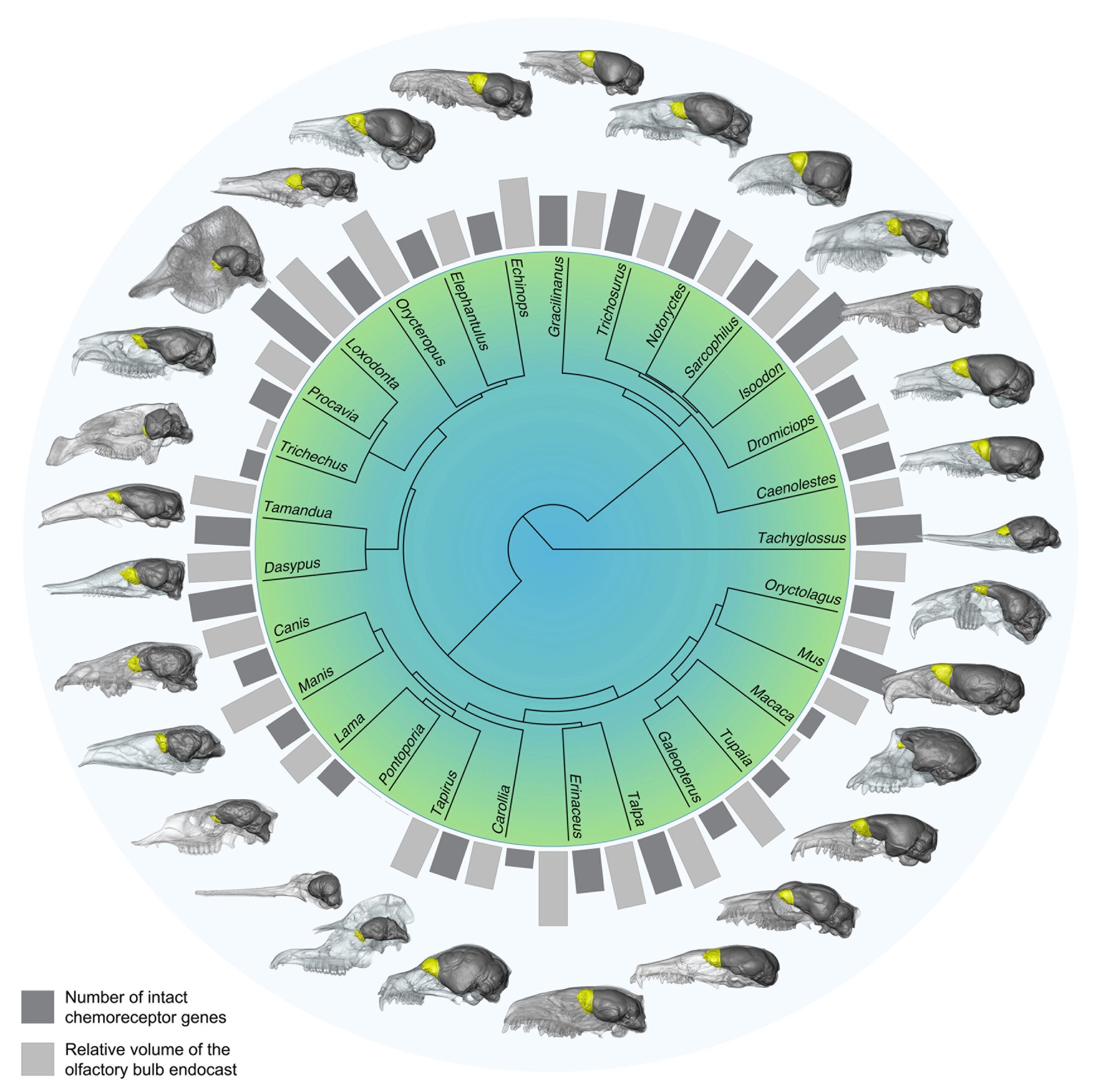 Genomic and morphological olfactory disparity across all mammalian orders. Sagittal views of the skull and segmented brain endocasts are shown for the 29 orders of mammals.