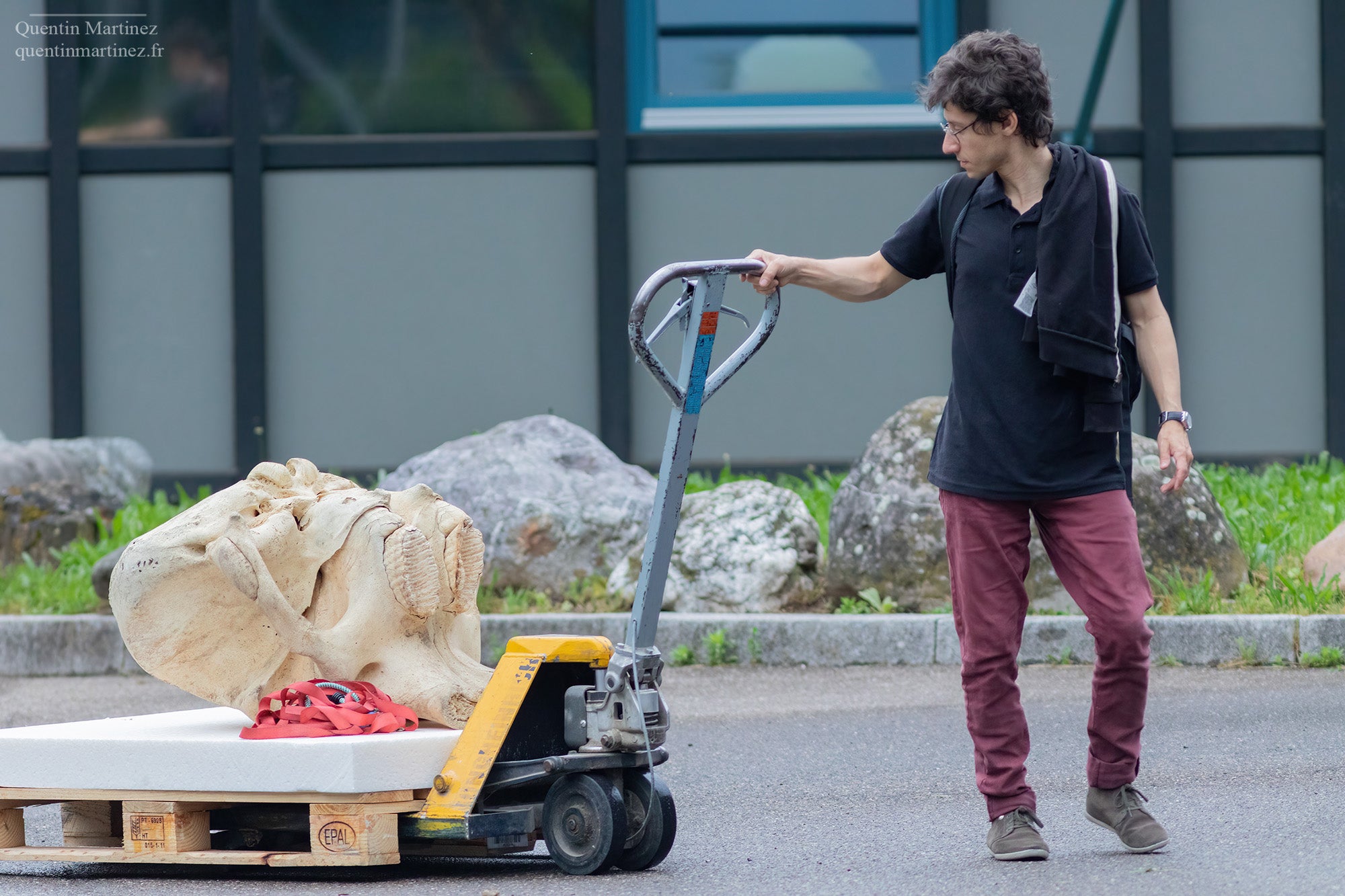 Eli Amson is transporting the skull of an Asian elephant (Elephas maximus) to be CT scanned. (CREDIT: Quentin Martinez)