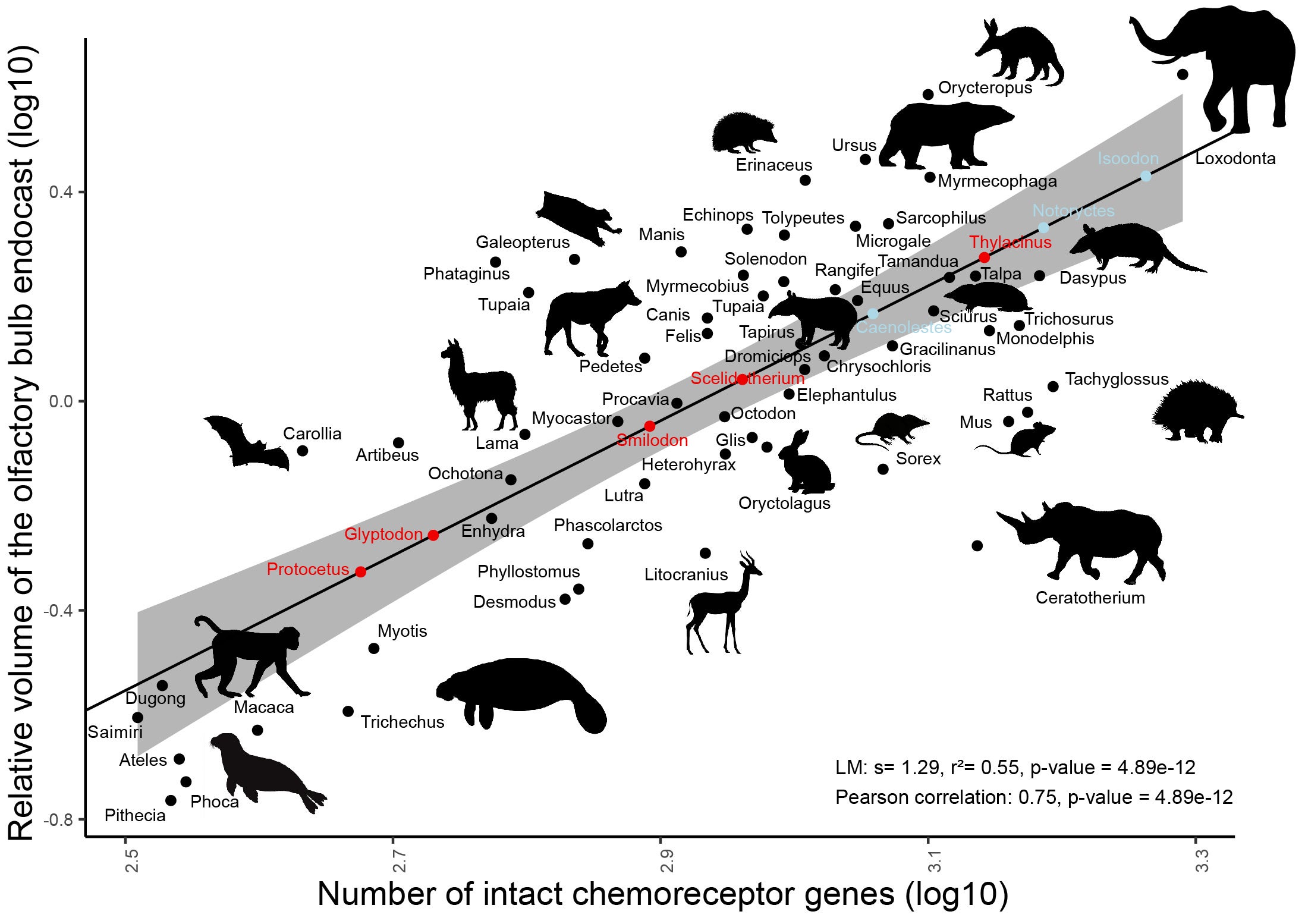 The relative volume of the olfactory bulb endocast reflects the number of intact chemoreceptor genes.