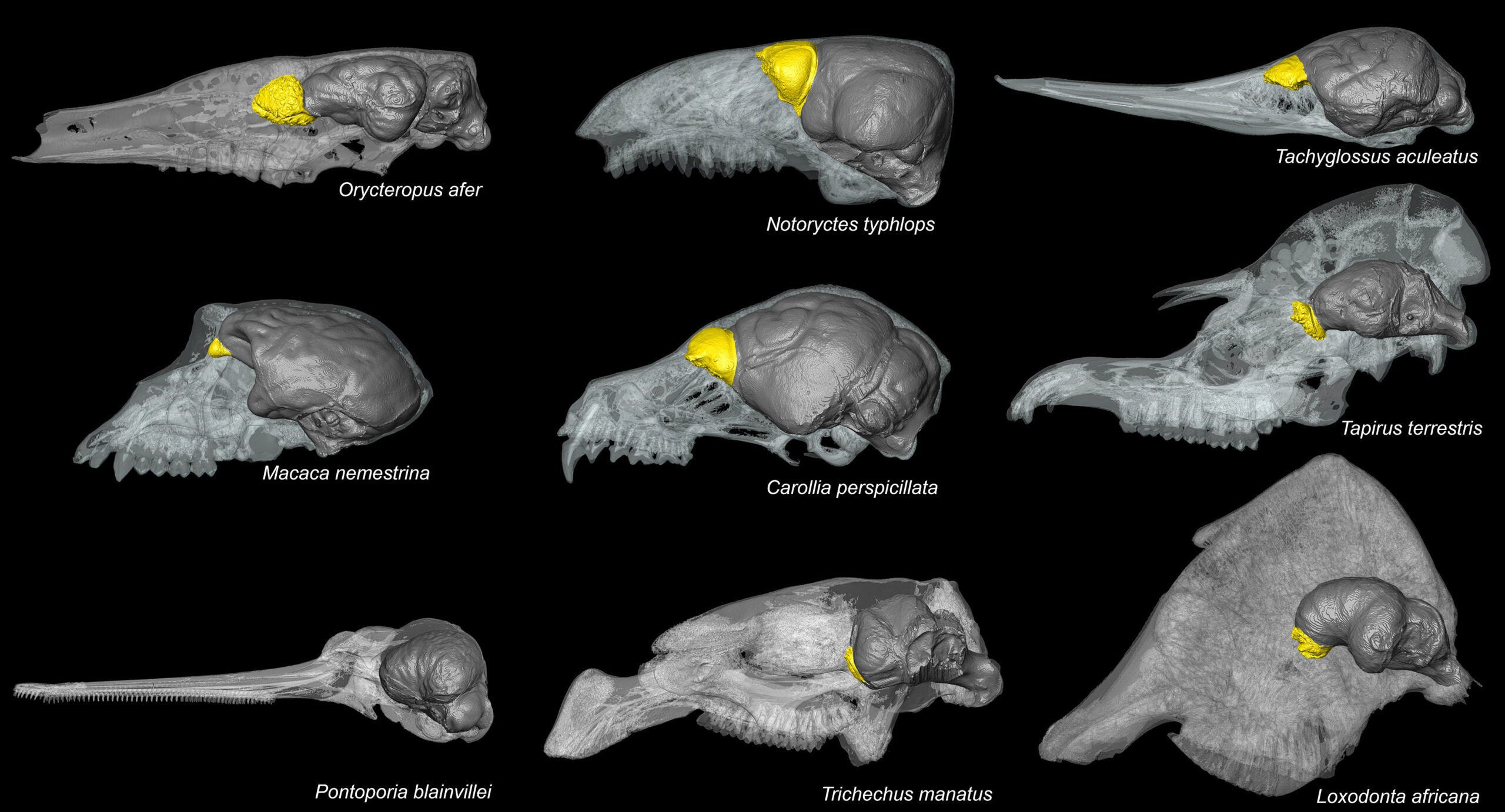 Disparity of the olfactory bulb endocast across selected mammalian orders. The olfactory bulb endocast is shown in yellow, while the rest of the brain endocast is depicted in dark grey. Skulls are not shown to scale. Disparity of the olfactory bulb endocast across selected mammalian orders. The olfactory bulb endocast is shown in yellow, while the rest of the brain endocast is depicted in dark grey. Skulls are not shown to scale.