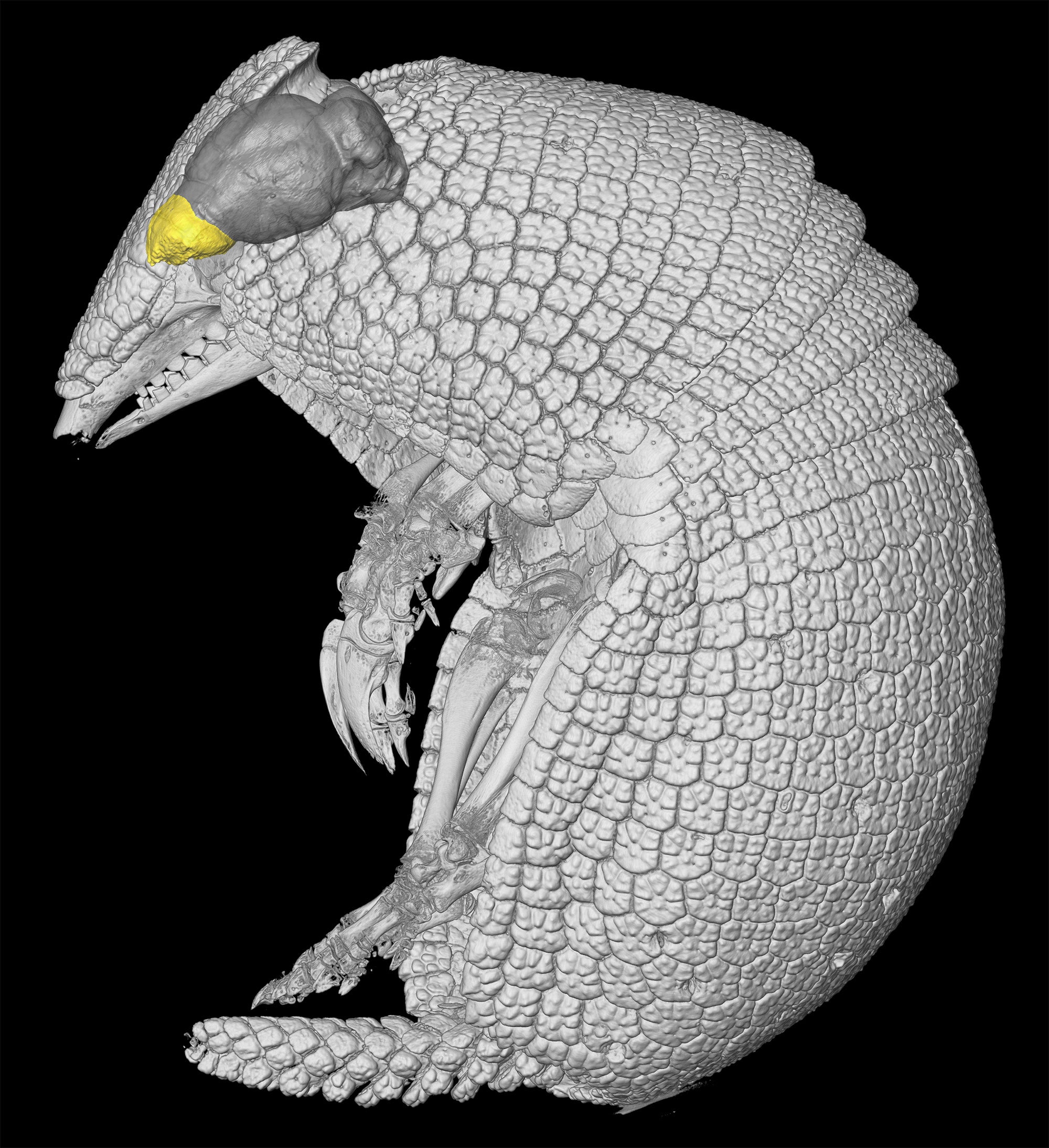 3D rendering of the body of the southern three-banded armadillo (Tolypeutes matacus), with its brain (grey) and olfactory bulb (yellow) endocasts.