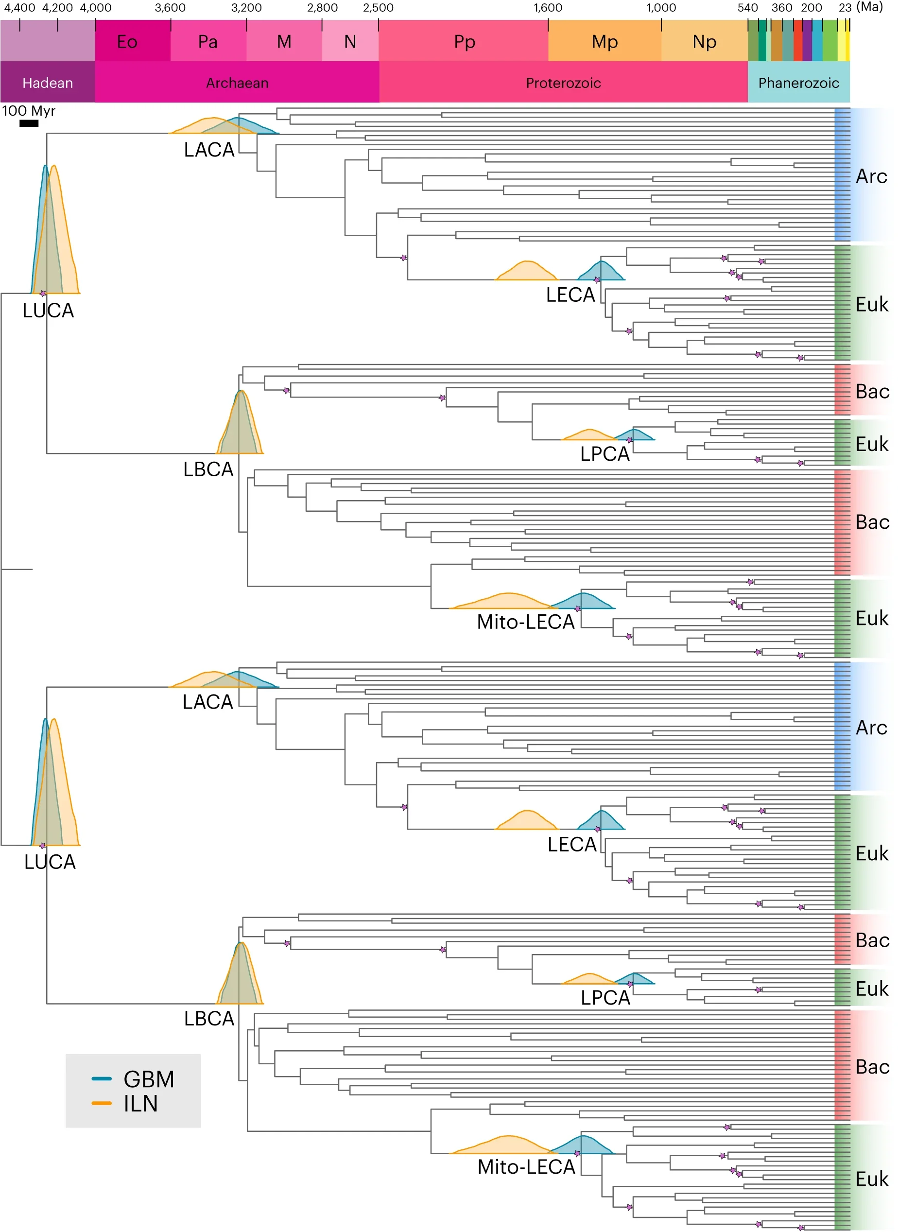 Timetree inferred under a Bayesian node-dating approach with cross-bracing using a partitioned dataset of five pre-LUCA paralogues.