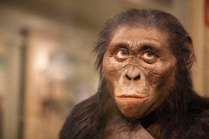 Two ancient cousins of Lucy walked on two legs in different ways