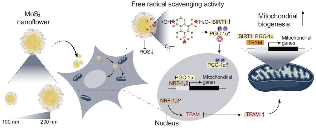 Proposed mechanism of action of MoS2 with high atomic vacancies on triggering mitochondrial biogenesis.