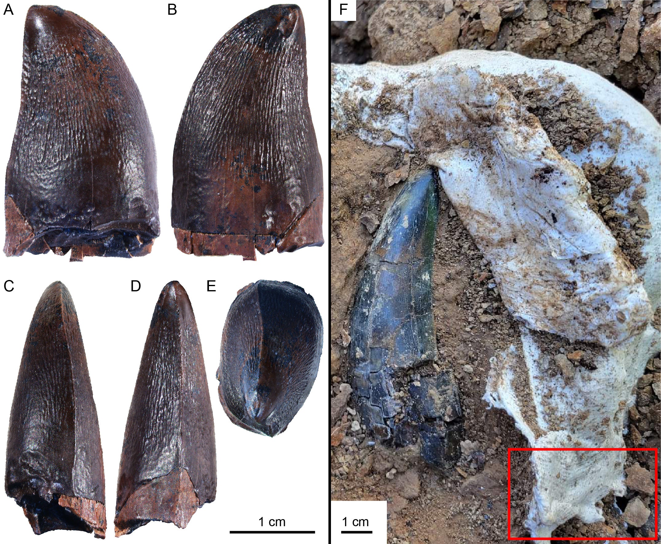 Tooth NDGS 12217 (Prognathodontini indet.) from the Hell Creek Formation, shown in lingual (A), labial (B), anterior (C), posterior (D), and occlusal (E) views. Image (F) shows the recovery location (red box) relative to a Tyrannosaurus rex tooth
