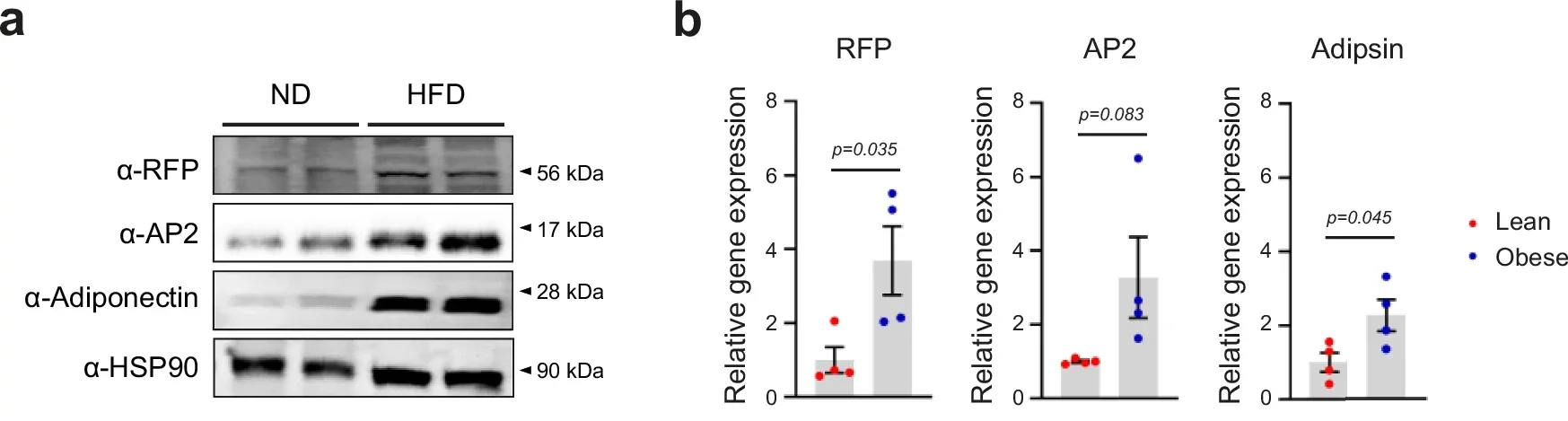 Western blot analysis of eWAT from WT mice after ND or HFD feeding. b qPCR analysis of RFP and adipogenic marker (AP2 and Adipsin) expression in autopsied fat tissue from obese human subjects.