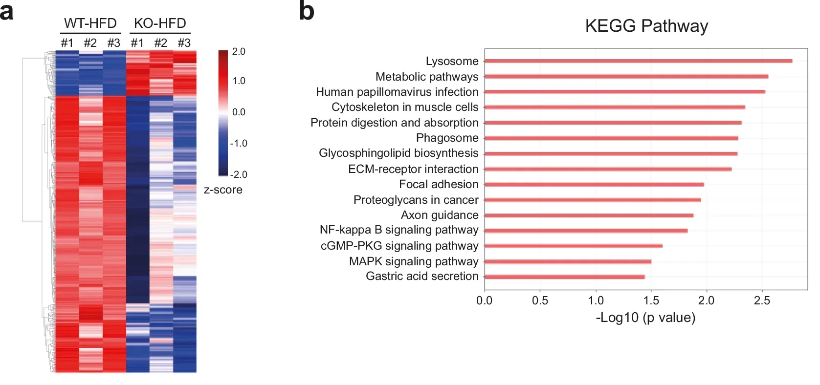 (A) A heat map of DEGs between WT-HFD and RFP KO-HFD groups. (B) KEGG pathway analysis of DEGs.