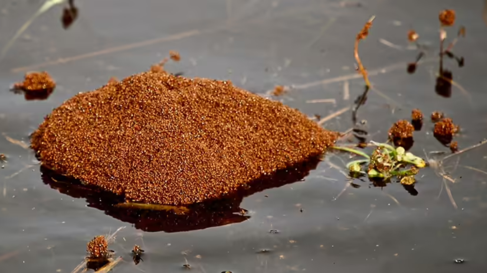 Entire colonies of fire ants can survive flood conditions by forming a living raft. 
