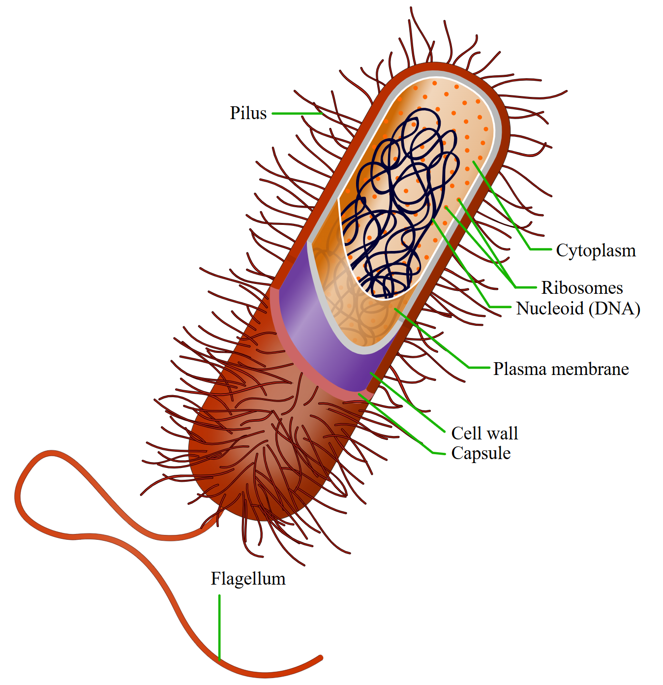 Diagram of a prokaryotic cell, a bacterium with a flagellum