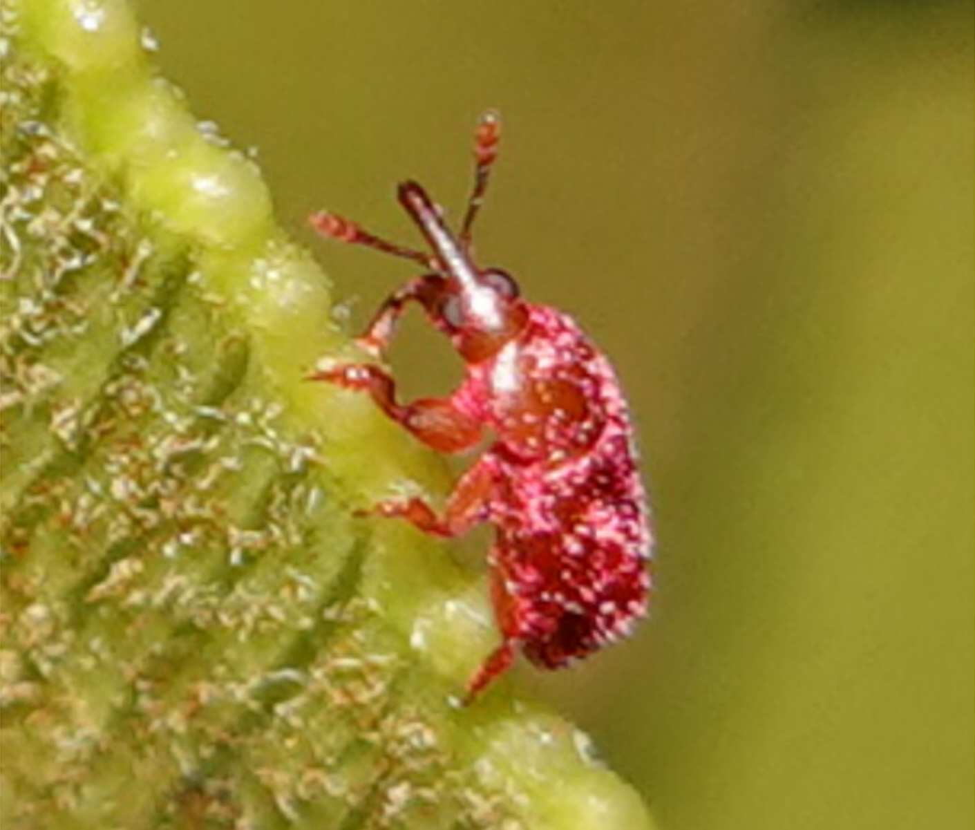 New research shows cycads heat their cones and beetles sense infrared, revealing one of Earth’s oldest pollination systems.