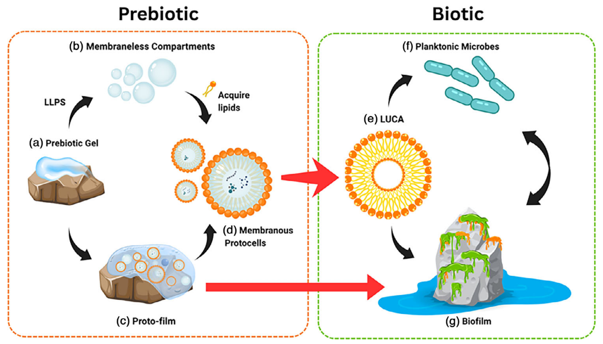 Schematic representation of potential prebiotic gel-based pathways leading to the emergence of life.