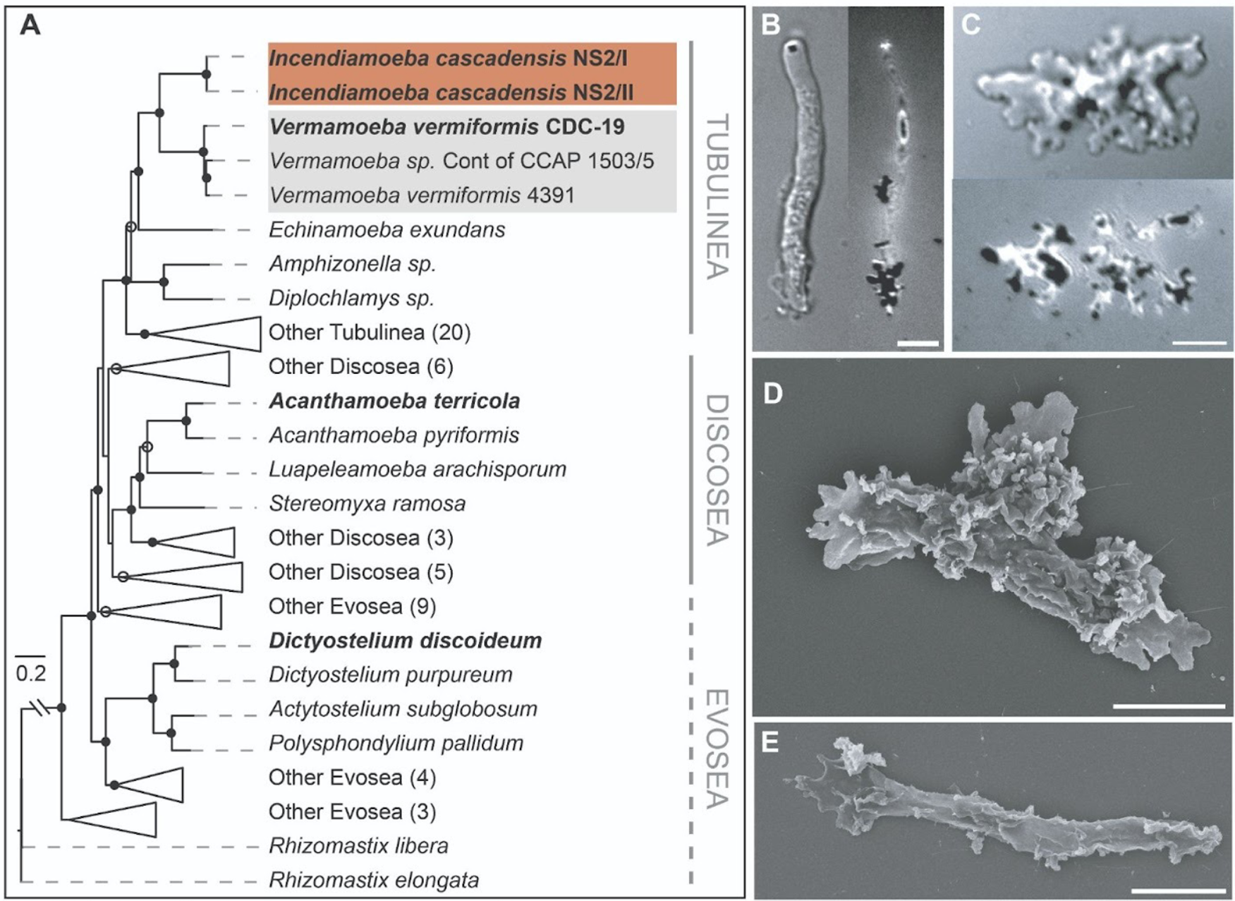 Phylogenetic, morphological, and physiological data support establishment of Incendiamoeba cascadensis, a novel genus and species within Amoebozoa.