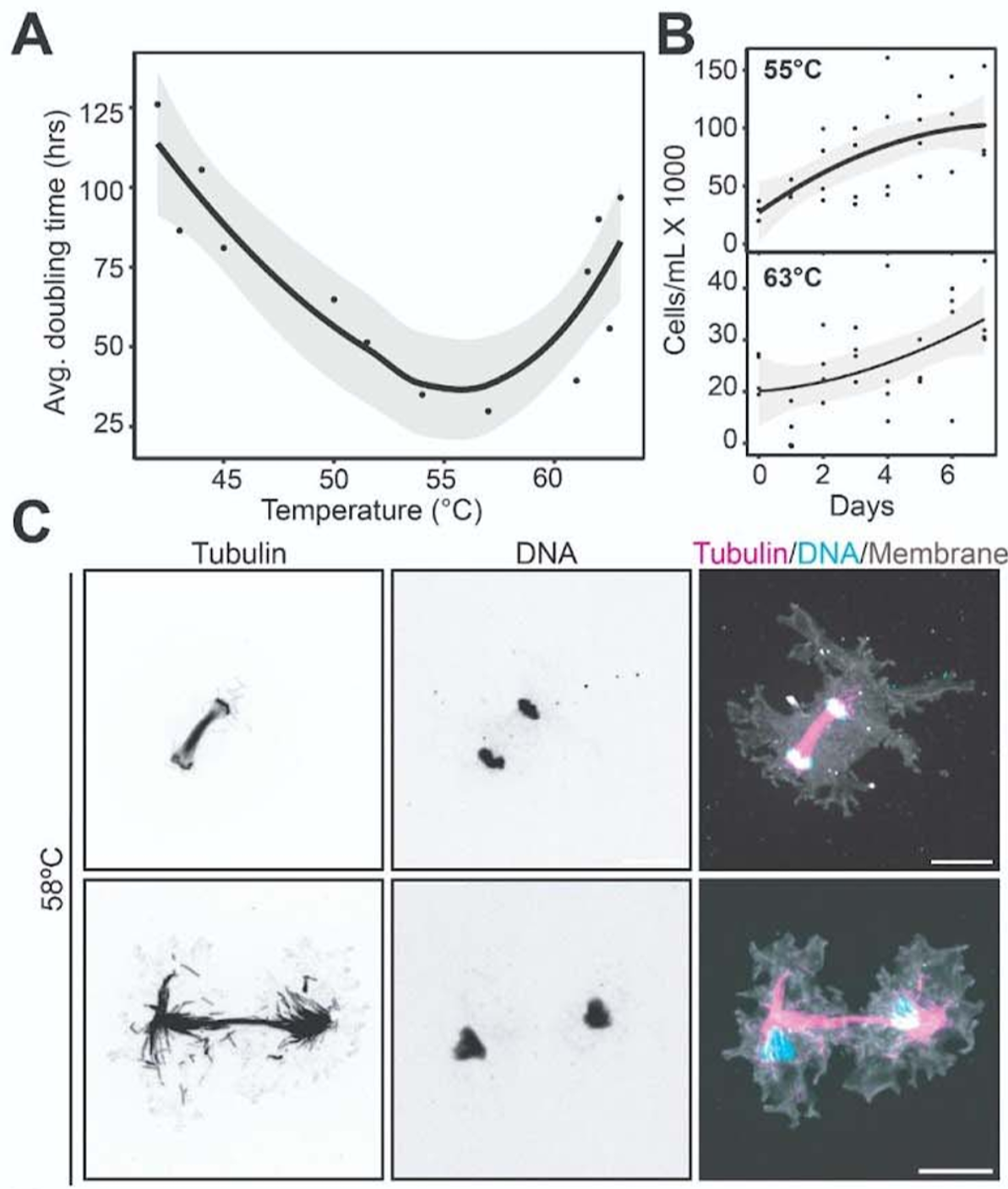 Incendiamoeba cascadensis undergoes cellular replication at temperatures up to 63ºC.