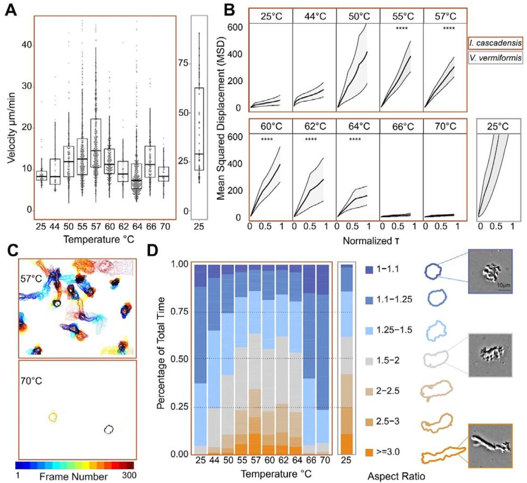 Temperature-controlled live cell imaging reveals multiple motility modes of Incendiamoeba up to 64ºC.