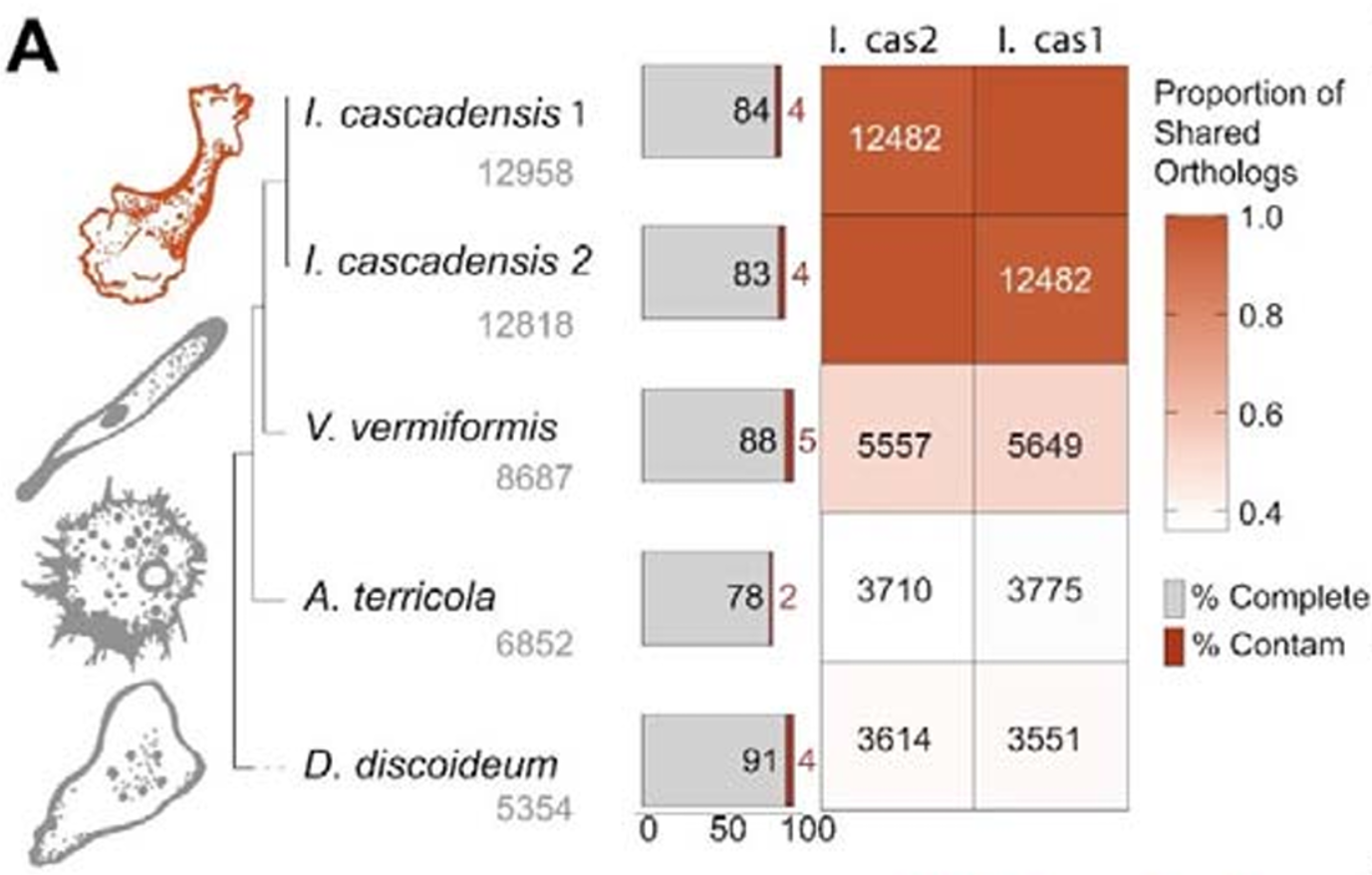 Relationship between two draft I. cascadensis genomes and three mesophilic amoebae for comparison (V. vermiformis, A. terricola, and D. discoideum). Total predicted orthologs are below the species name.