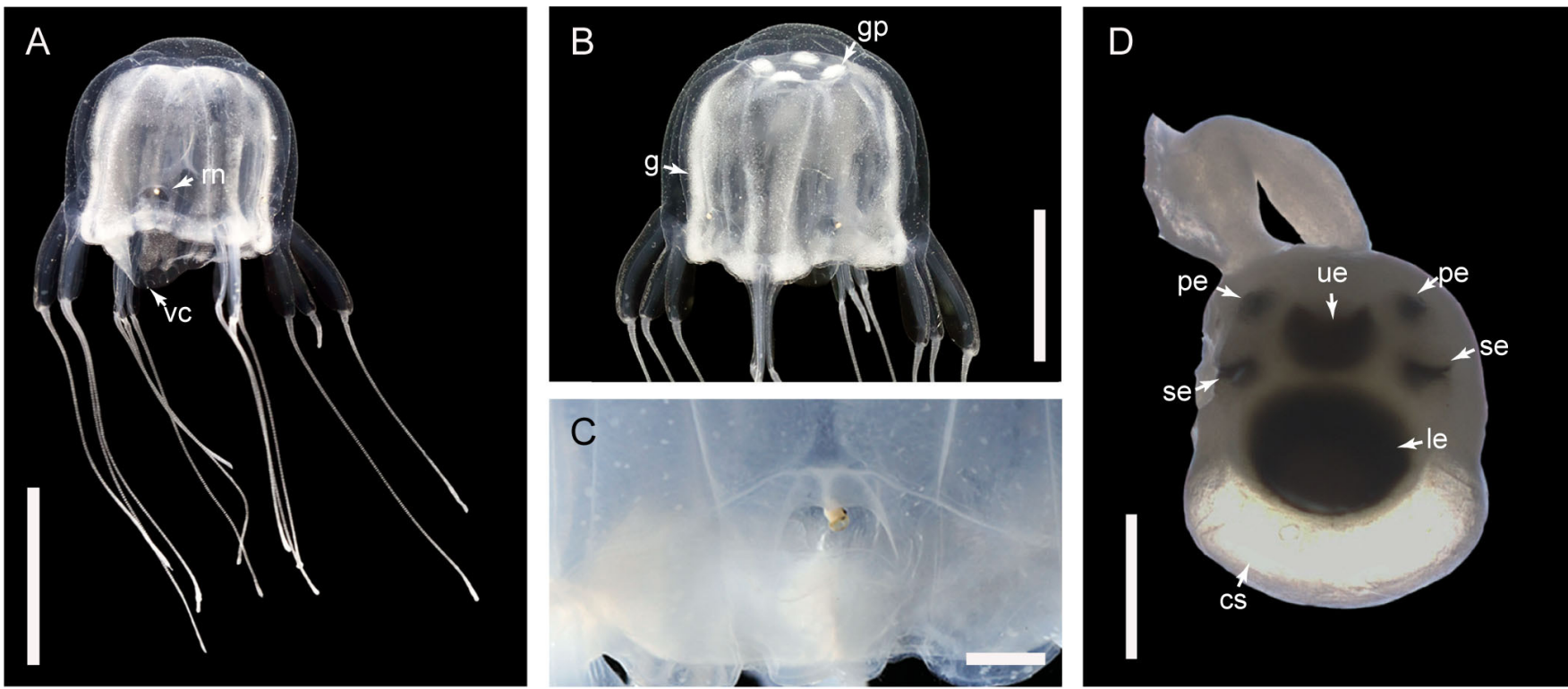 Morphological characteristics and phylogenetic position of Tripedalia maipoensis sp. nov.