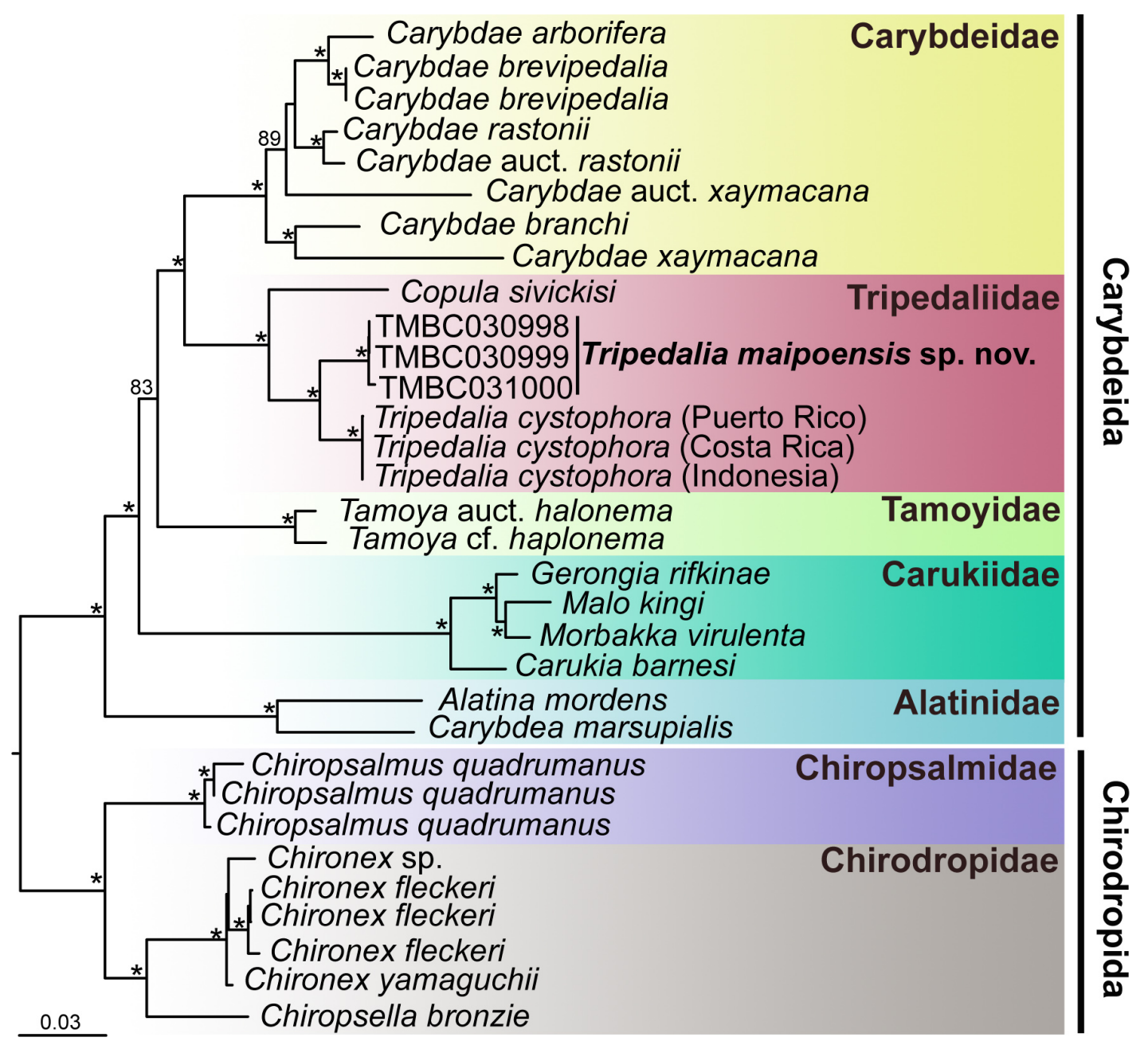 Maximum-likelihood tree of cubozoans based on a concatenated dataset of 16S, 18S and 28S. Ultrafast bootstrap (UFBoot) values higher than 75 are shown on nodes. Asterisks indicate UFBoot values > 90. (CREDIT: Zoological Studies)