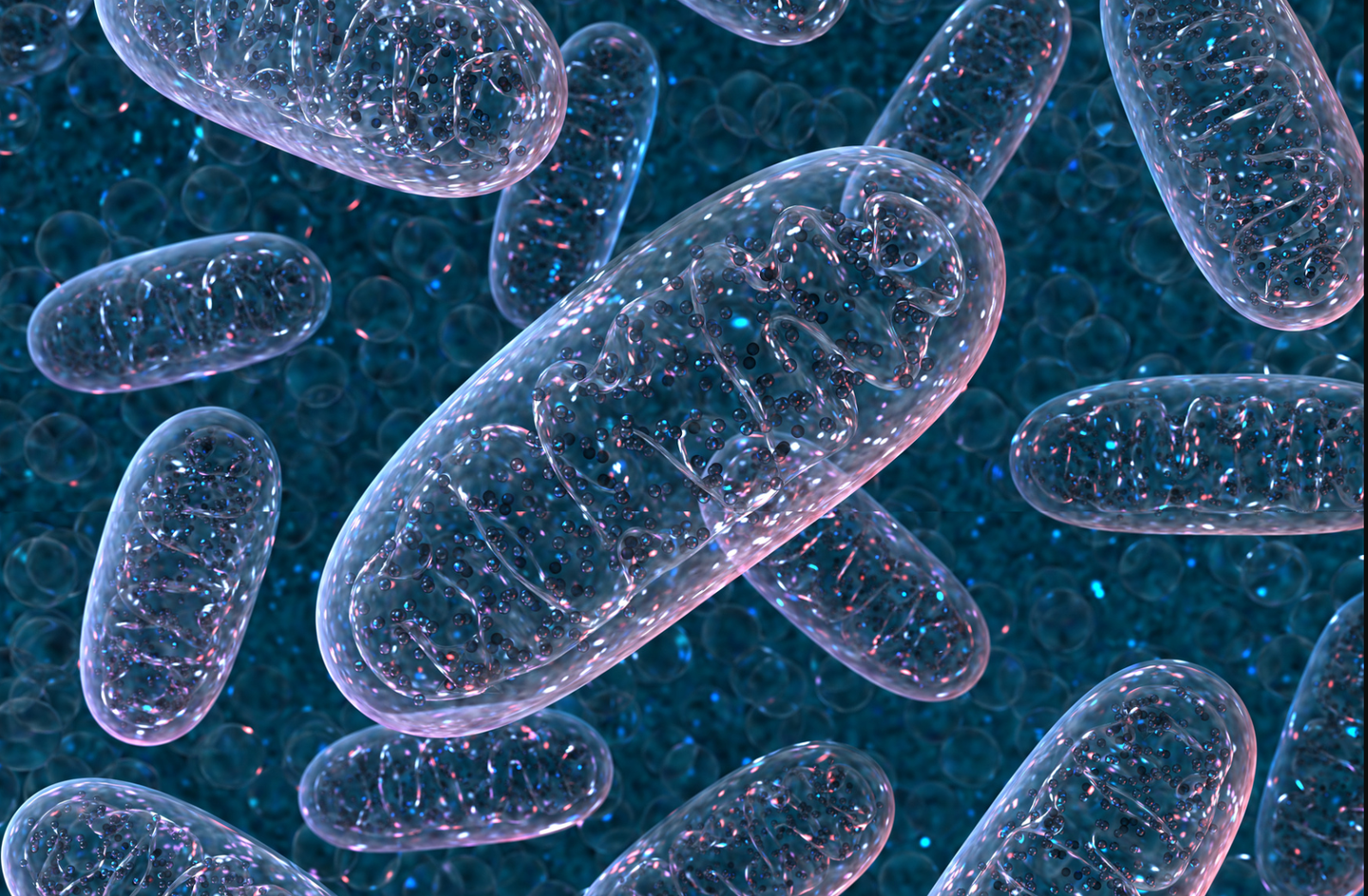 Researchers design safer mitochondrial uncouplers that boost metabolism without lowering cellular energy levels.