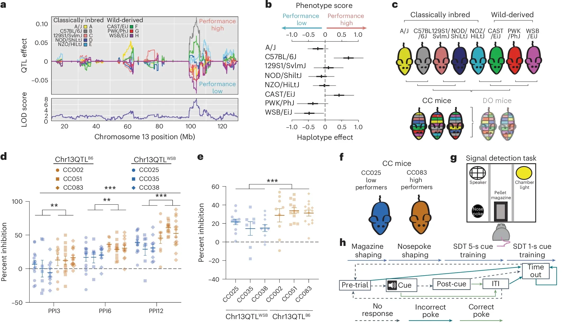 Chr13 QTL mediates variation in attentional performance.