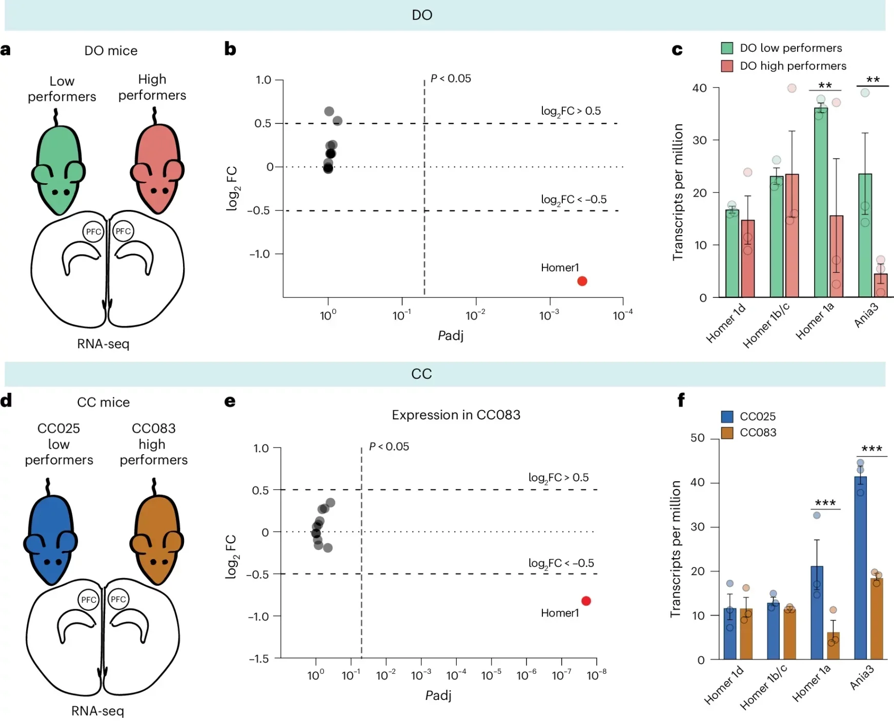 Chr13 QTL effects map to Homer1, but adult manipulations have no behavioral phenotype.