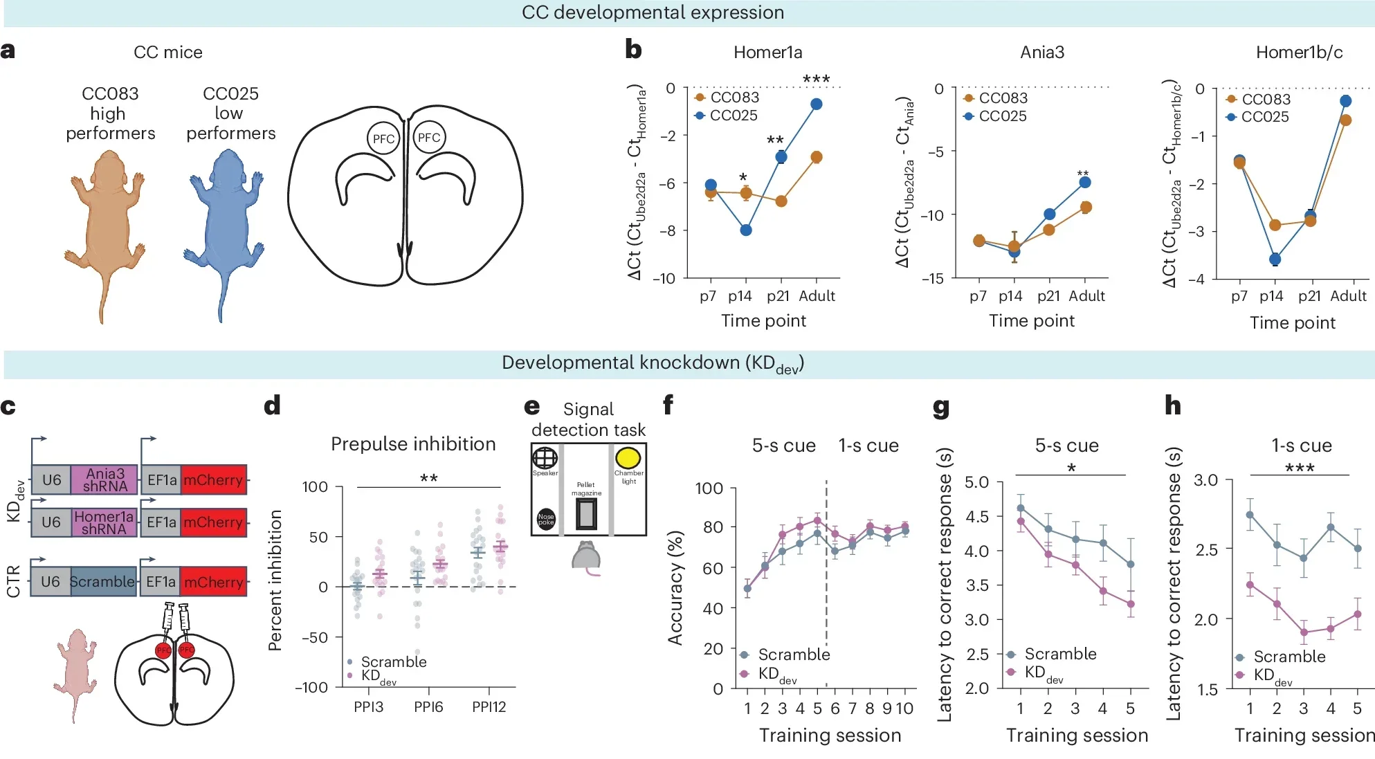 Homer1a and Ania3 are developmental modifiers of attention.
