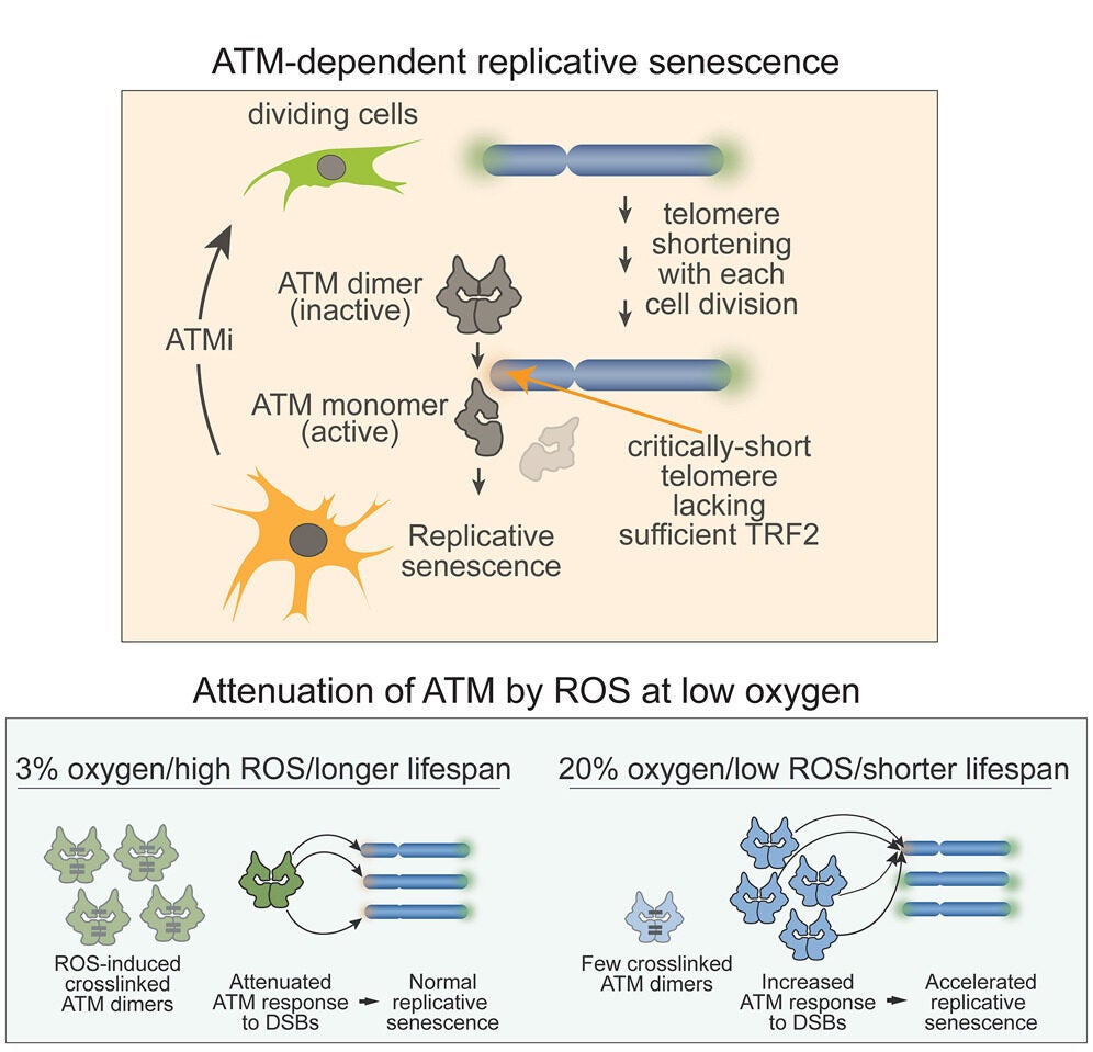 A graphical abstract of the study.