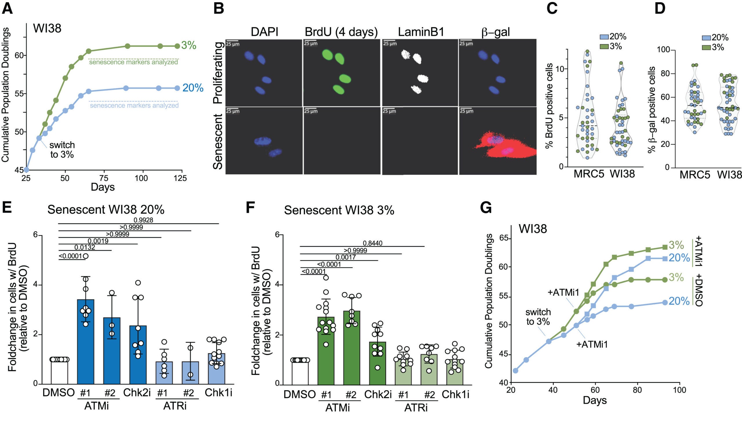 Replicative senescence is due to ATM kinase activation at telomeres lacking sufficient TRF2.