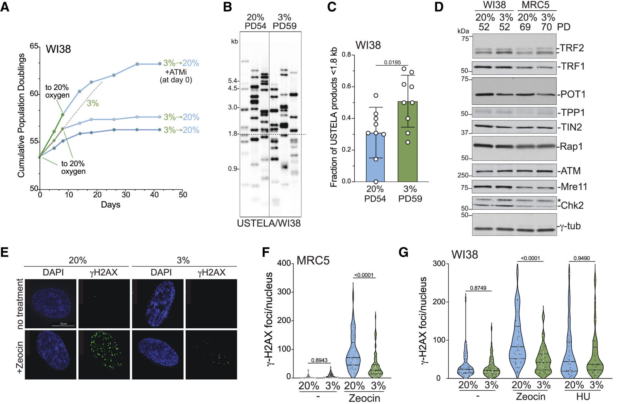 Reduced ATM response to DSBs and unprotected telomeres at 3% oxygen