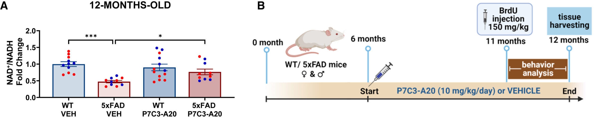 P7C3-A20 restores brain NAD+ homeostasis, cognitive function, and synaptic plasticity in aged symptomatic 5xFAD mice