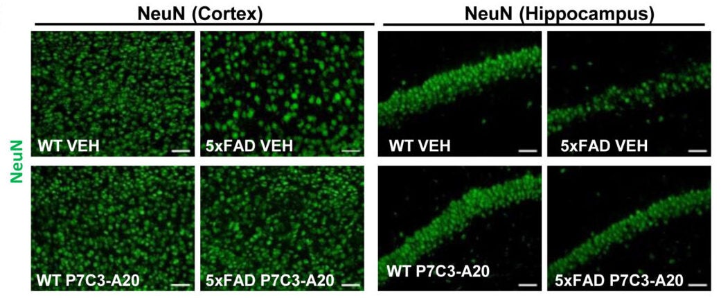 Mature neuronal survival (NeuN staining) in cerebral cortex and hippocampus is reduced in 12-month-old 5xFAD mice and prevented by P7C3-A20.