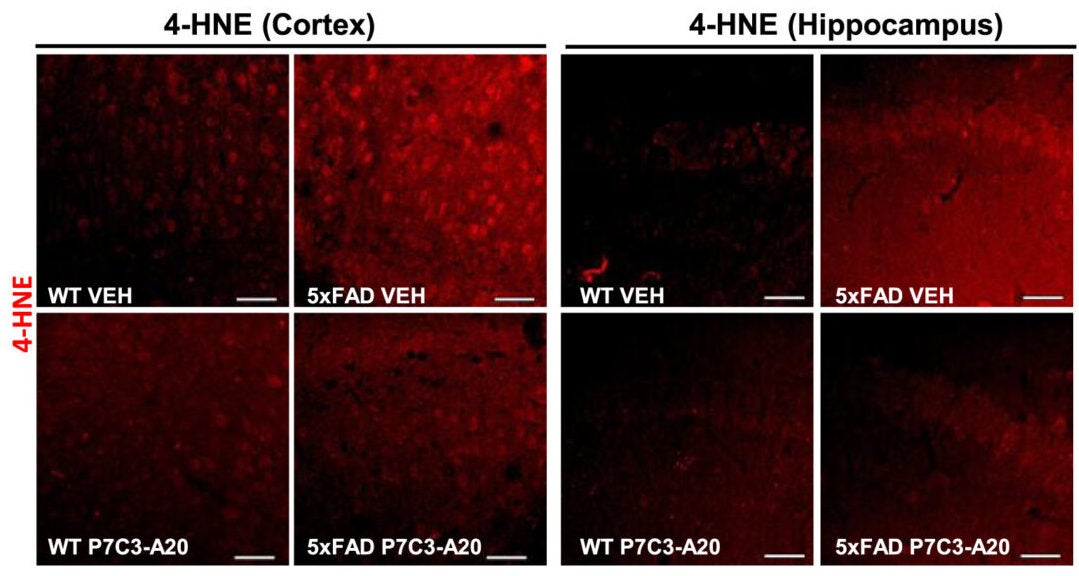 Elevated lipid peroxidation (4-HNE) in cerebral cortex and hippocampus of 12-month-old 5xFAD mice is reversed by P7C3-A20.