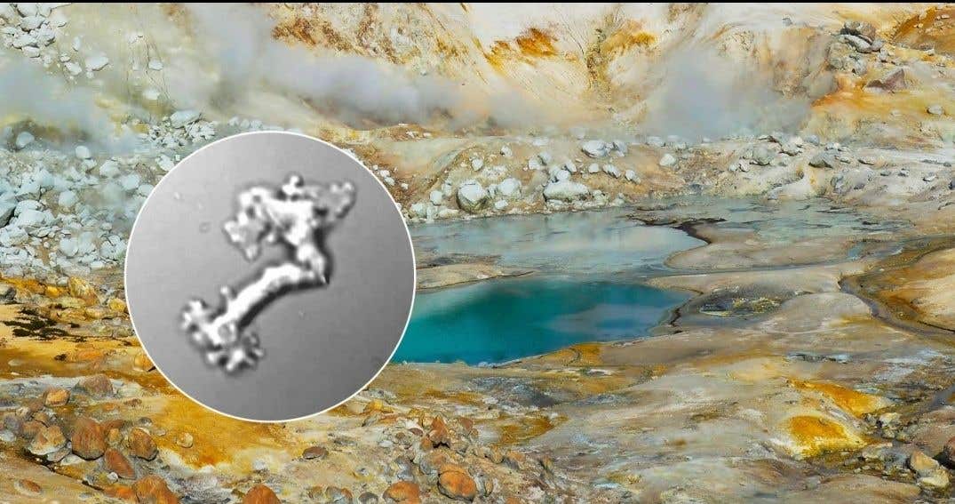 Scientists have discovered a single-celled amoeba that grows at temperatures once thought impossible for complex life, pushing the known limits of eukaryotic survival.