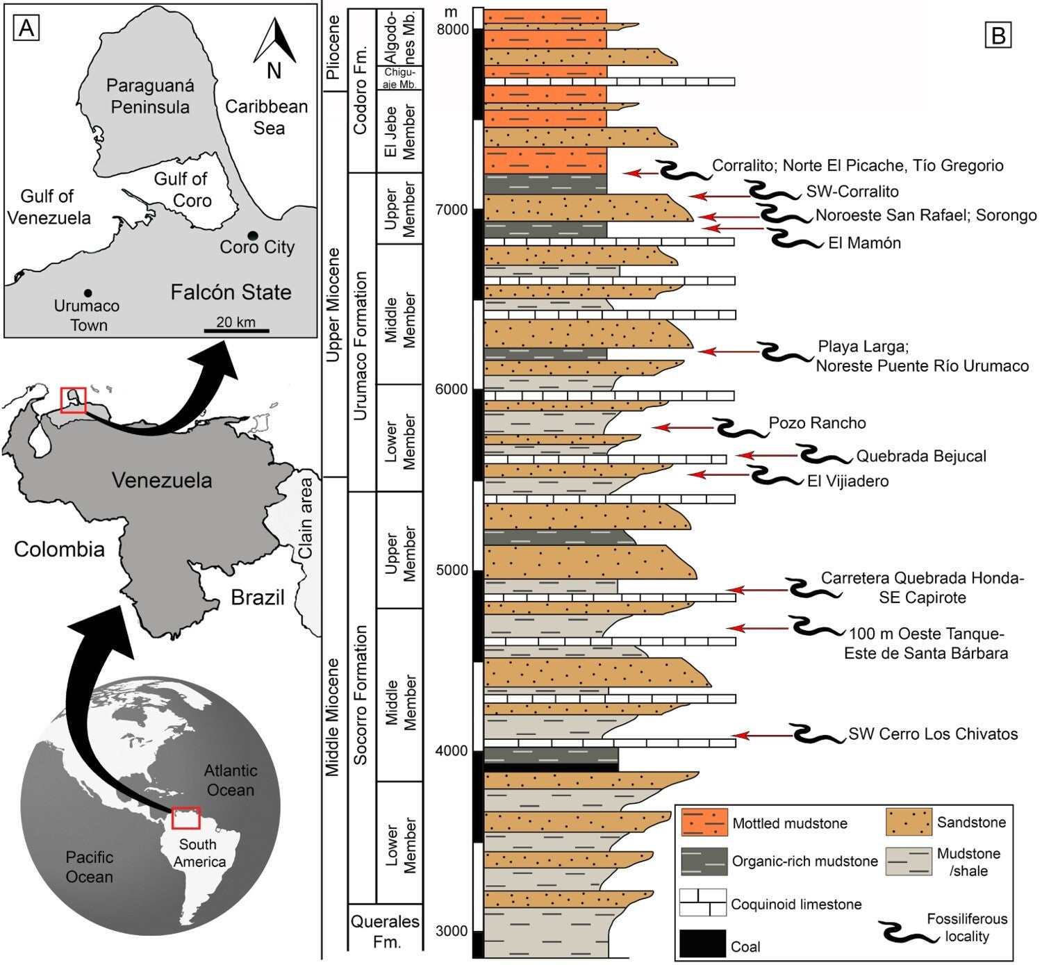 Provenance of fossil specimens. A, geographic location of Urumaco Town, where Socorro and Urumaco formations crop out; B, stratigraphic section of the Socorro and Urumaco formations indicating positions of fossiliferous localities. 