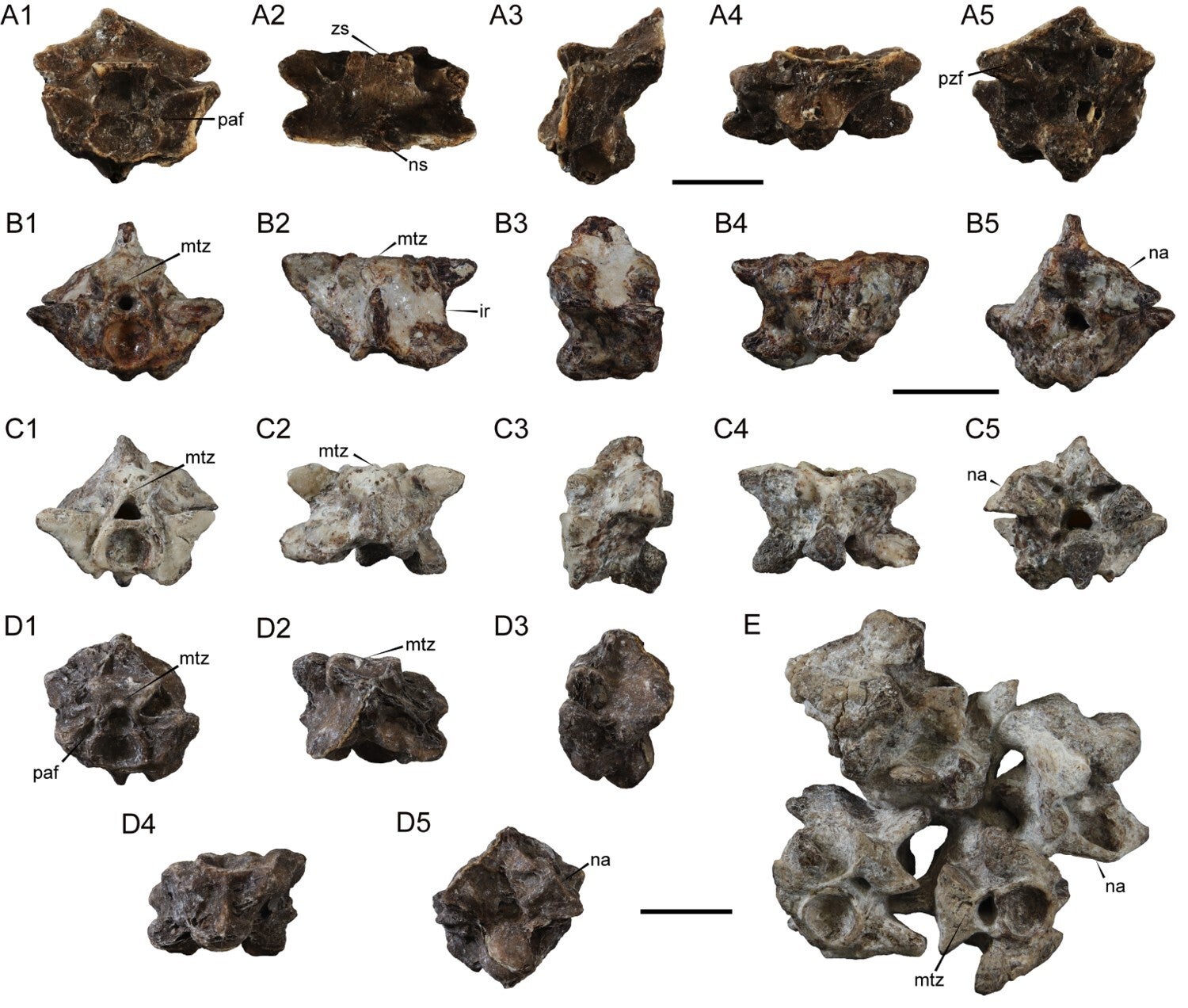 Fossil snakes from Socorro Fm. A, Colombophis sp. precloacal vertebrae (AMU-CURS-187). Eunectes sp. mid-trunk precloacal vertebra B, AMU-CURS-163; C, AMU-CURS-168; D, AMU-CURS-166; E, AMU-CURS-189. Views: 1, anterior; 2, dorsal; 3, lateral; 4, ventral and 5, posterior. Scale bars equal 5 mm in A and 30 mm in B–E.