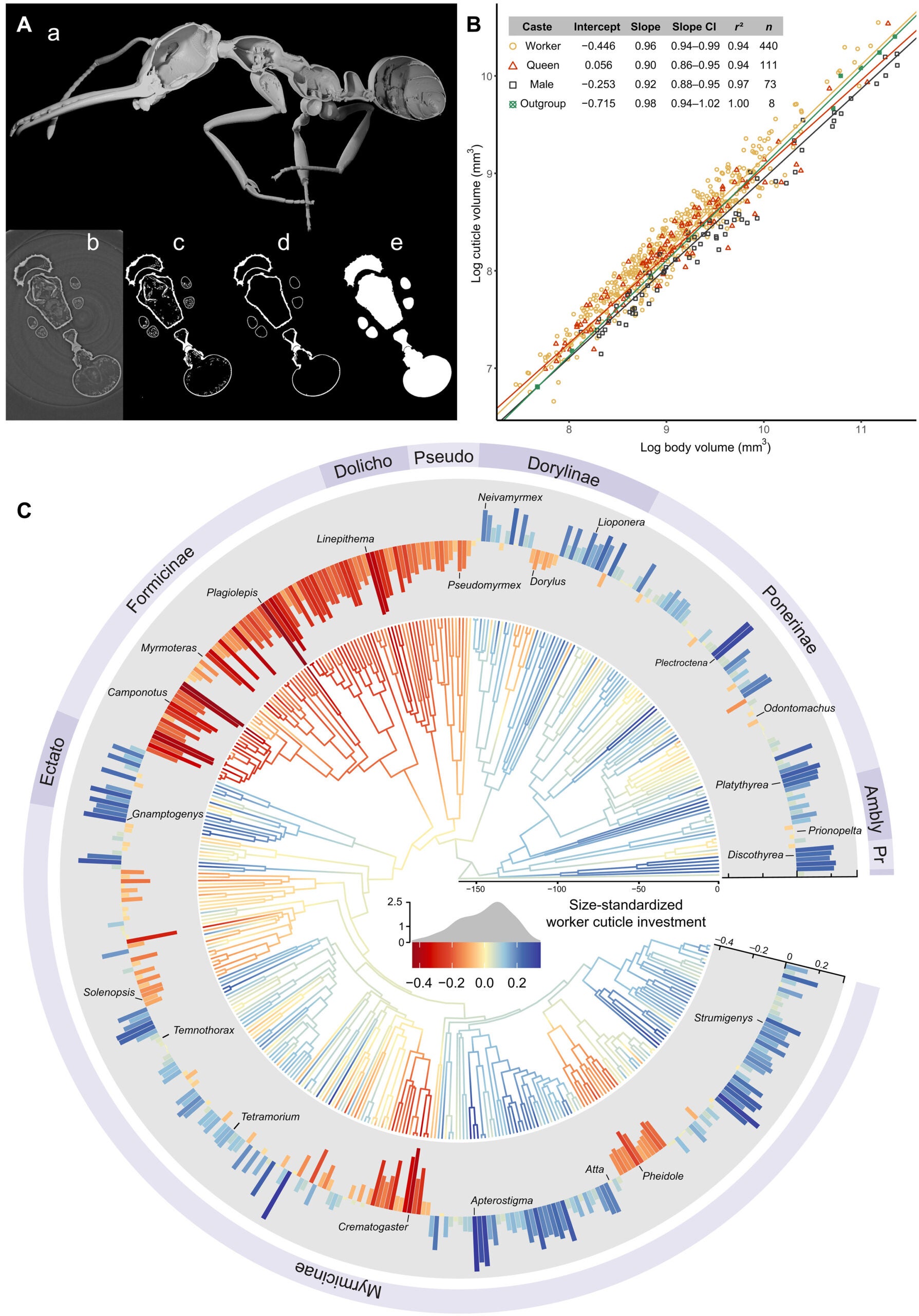 Evolution of cuticle investment in ants.