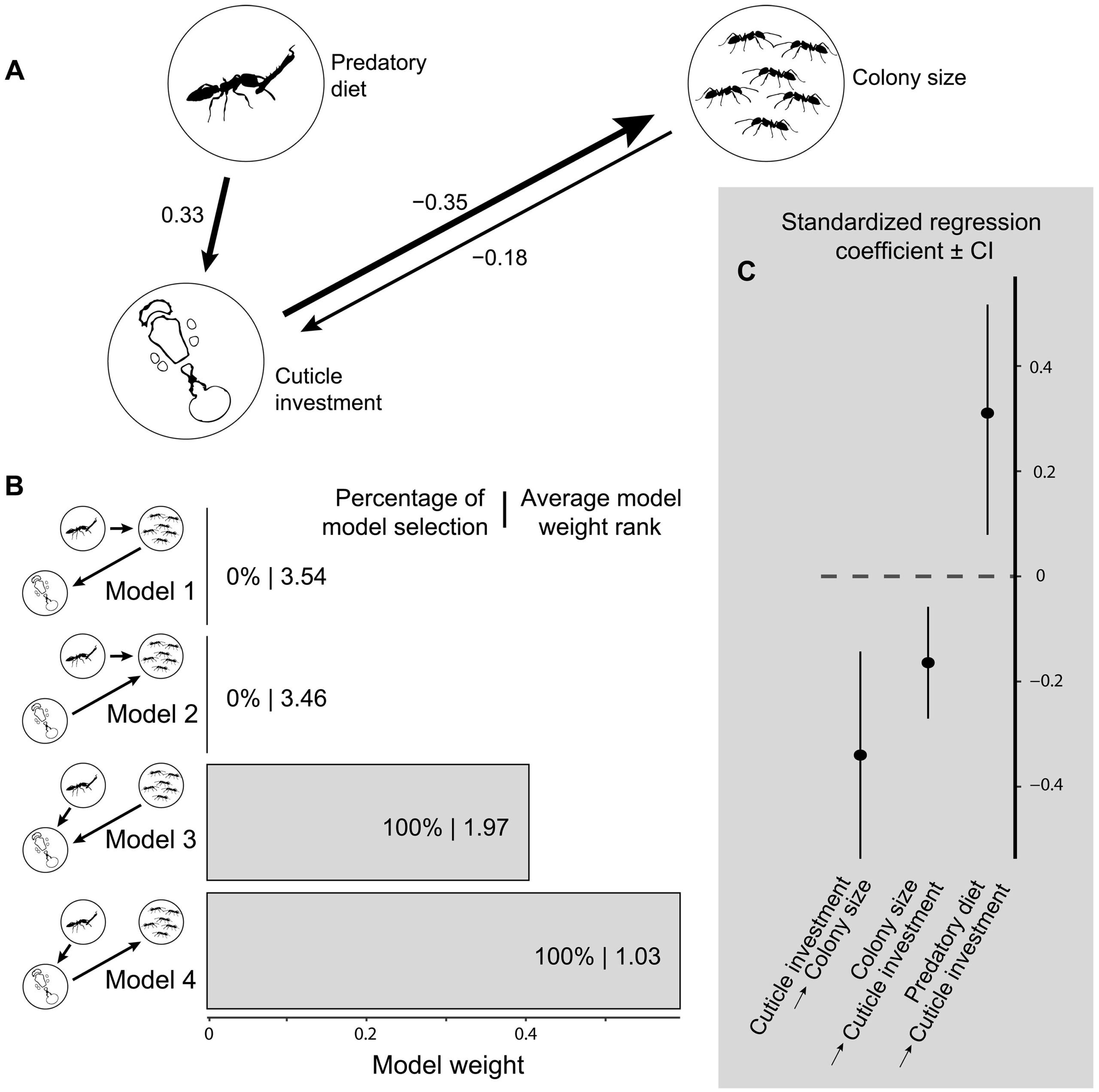 Causal inference of relationships across species diet, size-standardized worker cuticle investment, and colony size.