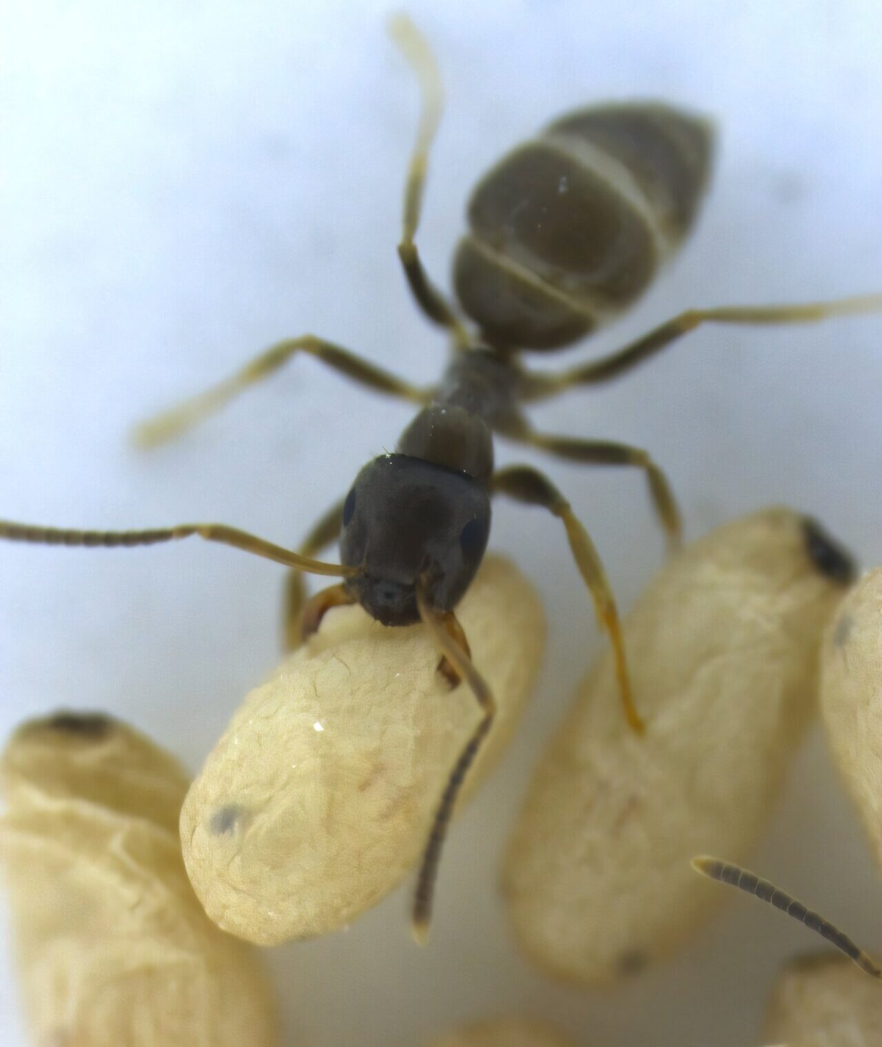 Ant pupae are an immobile stage between larva and adult, unable to escape infection by leaving the nest. When they become infected and near death, they release a scent that warns worker ants they pose a serious contagion risk to the colony.