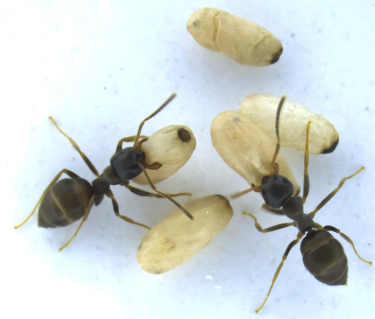 Ant pupae are the stage between larvae and adults and are immobile in the nest. When infected and close to death, they release an odor that warns worker ants they pose a contagious threat to the colony.