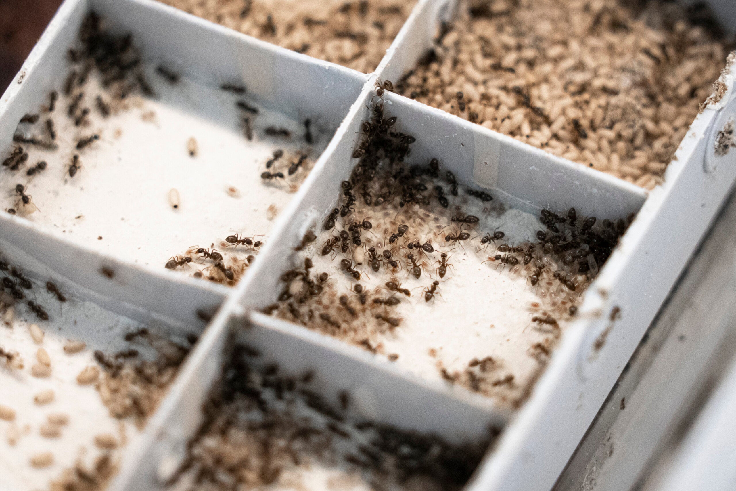 Worker ants sort the colony’s young into different nest chambers based on their needs. Larvae, which hatch from eggs and must be fed and cleaned, are kept together for constant care. Pupae, which do not eat and are sealed in protective cocoons, only need periodic checks to make sure they don’t dry out.