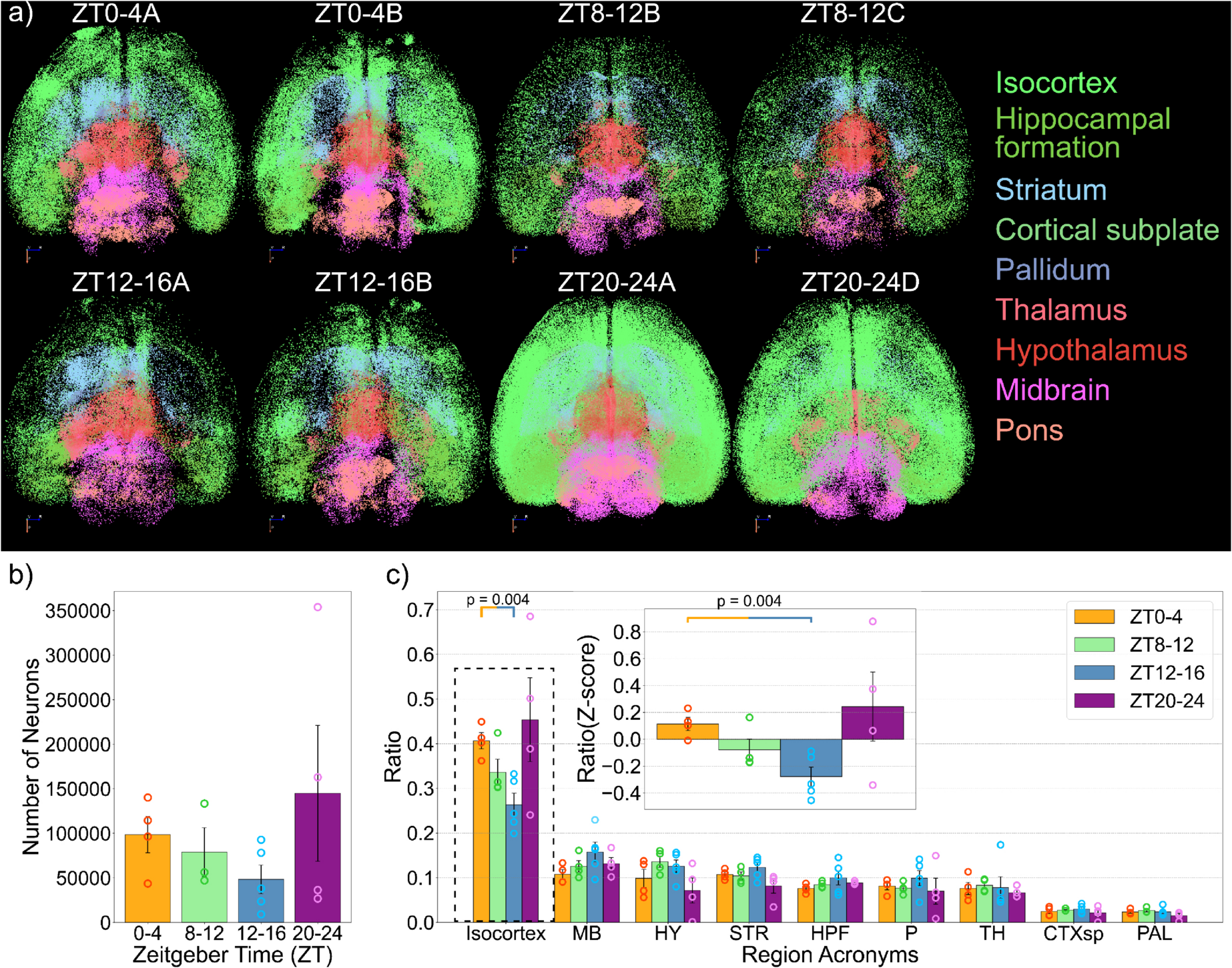 Variation of active neurons in the whole brain across different time windows.