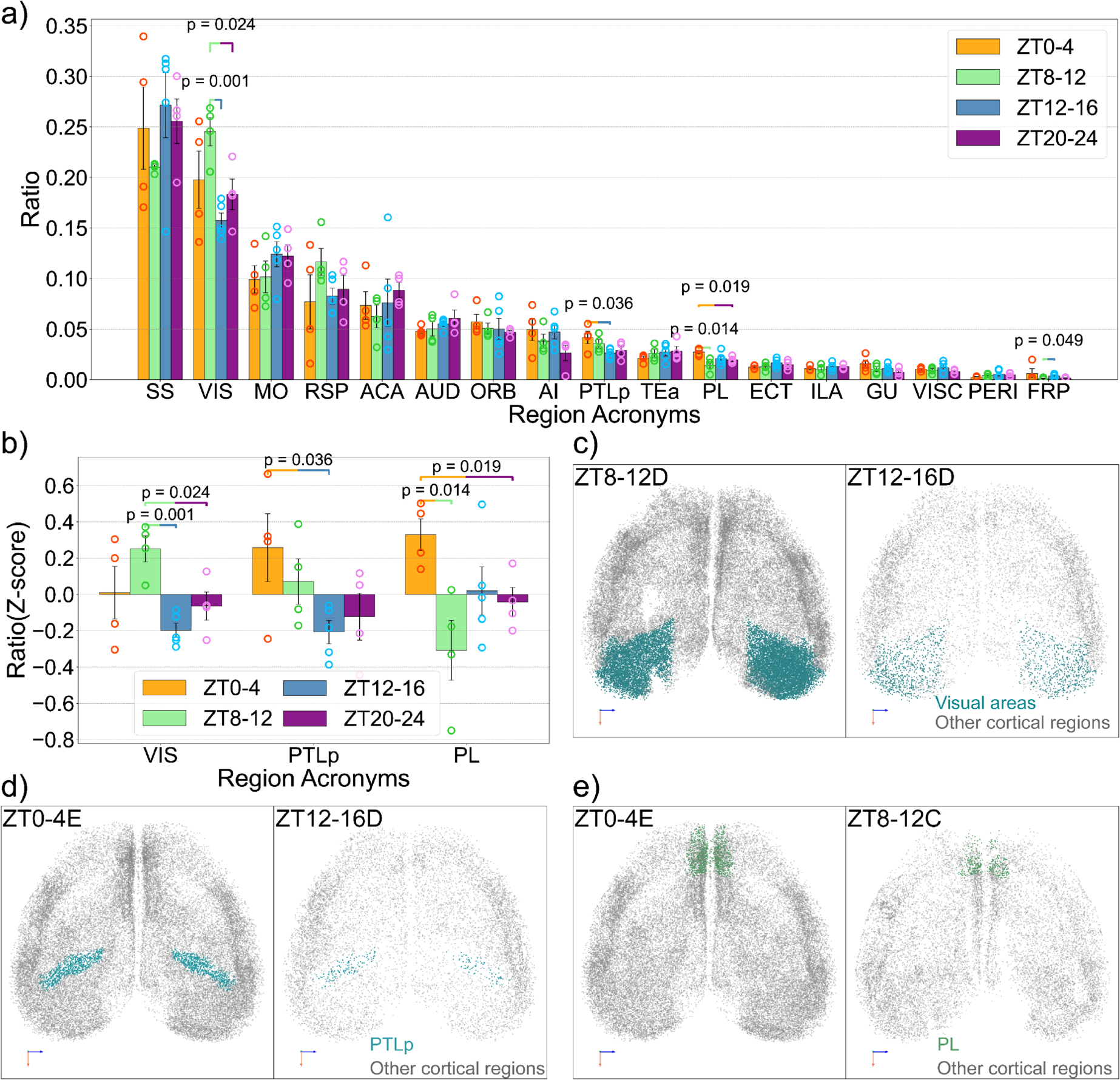 Region-specific variation of active neuron distribution in the cortex.