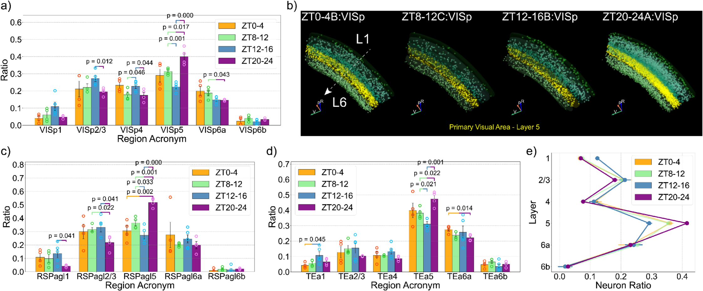 Layer-specific variation of active neuron distribution in the cortex.