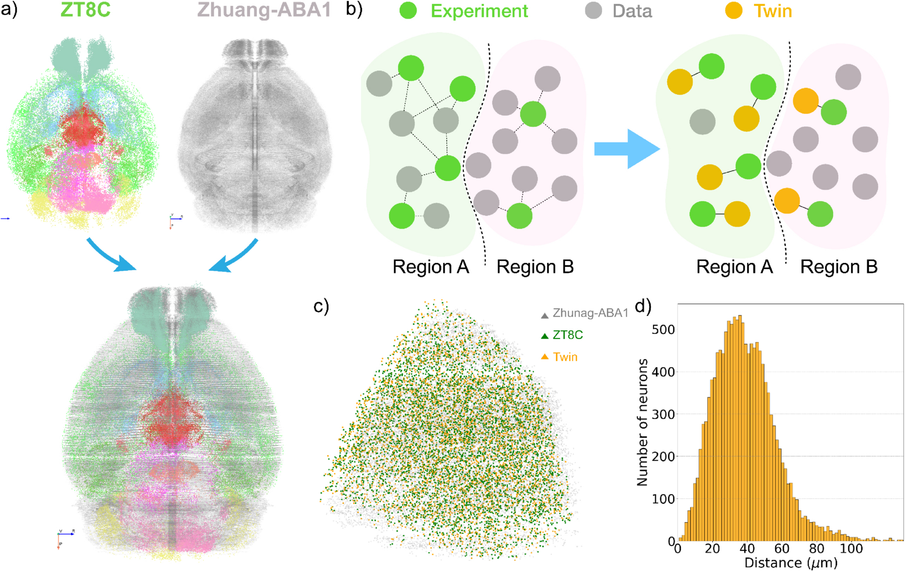 Matching active neurons to the spatial transcriptomic dataset.