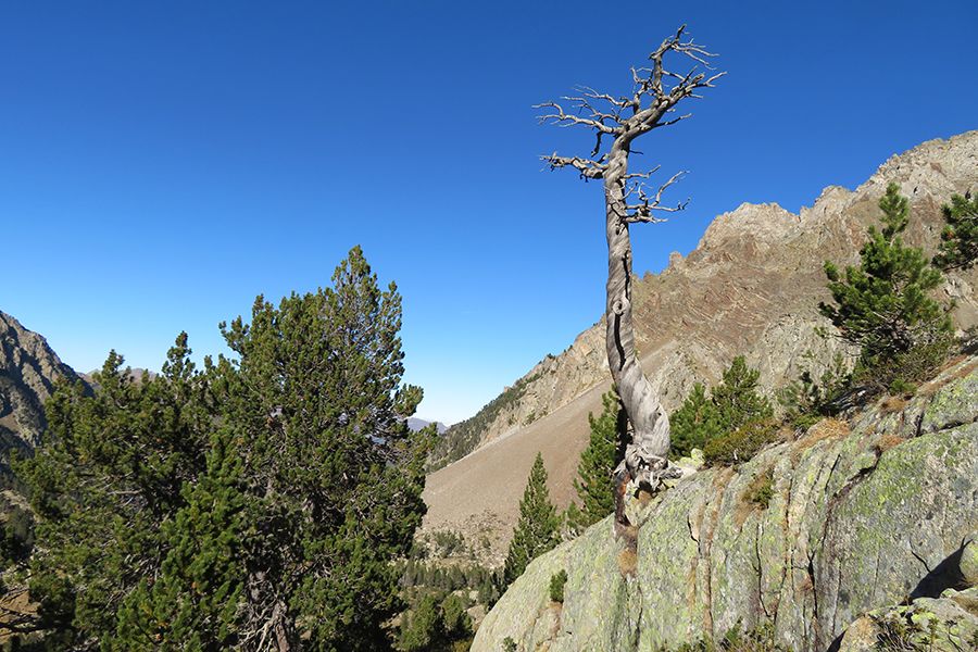 Pyrenees treeline